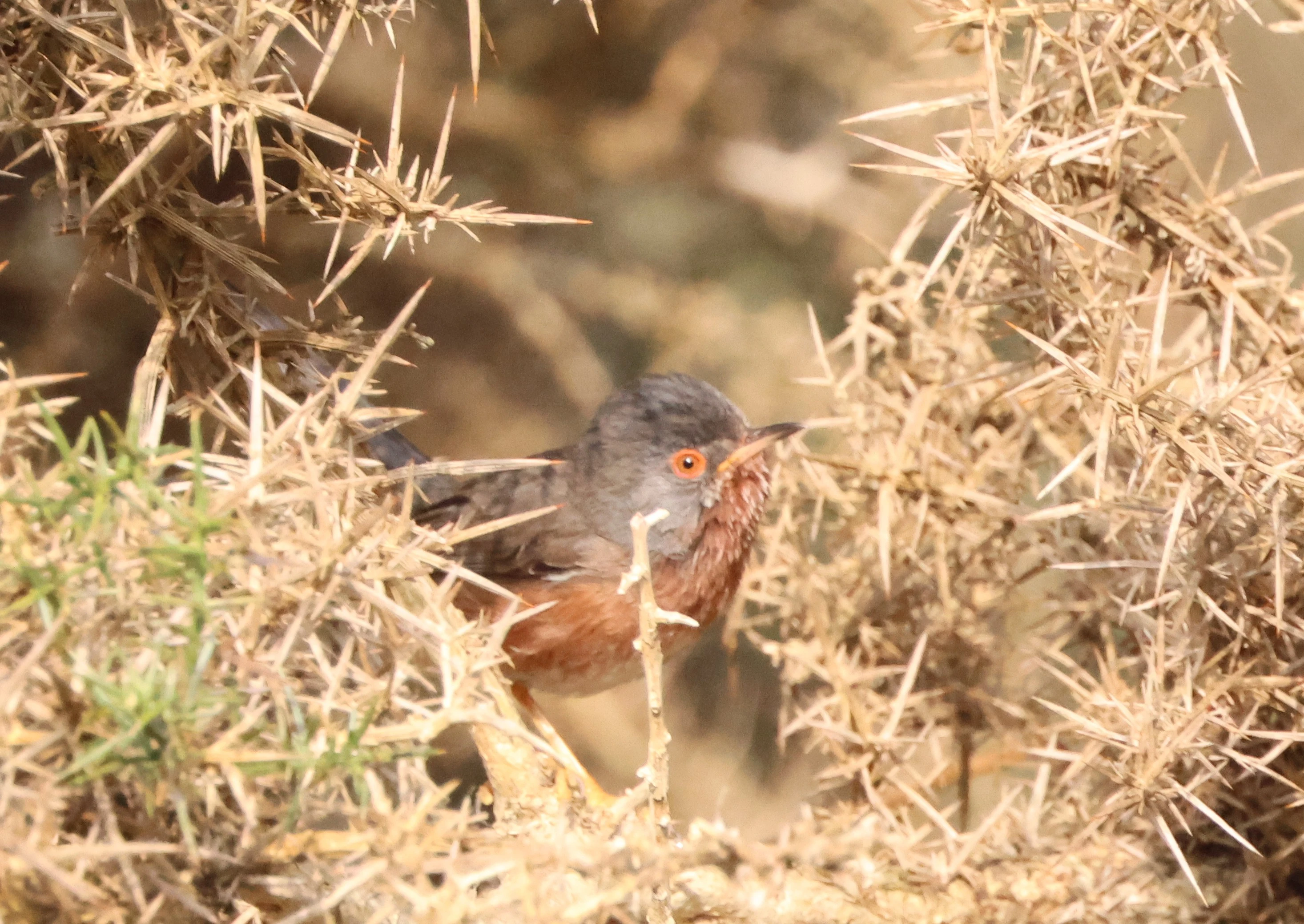 Dartford Warbler, Bolder, Lyndhurst, New Forest, UK — photo by Adam Prugel-Bennett