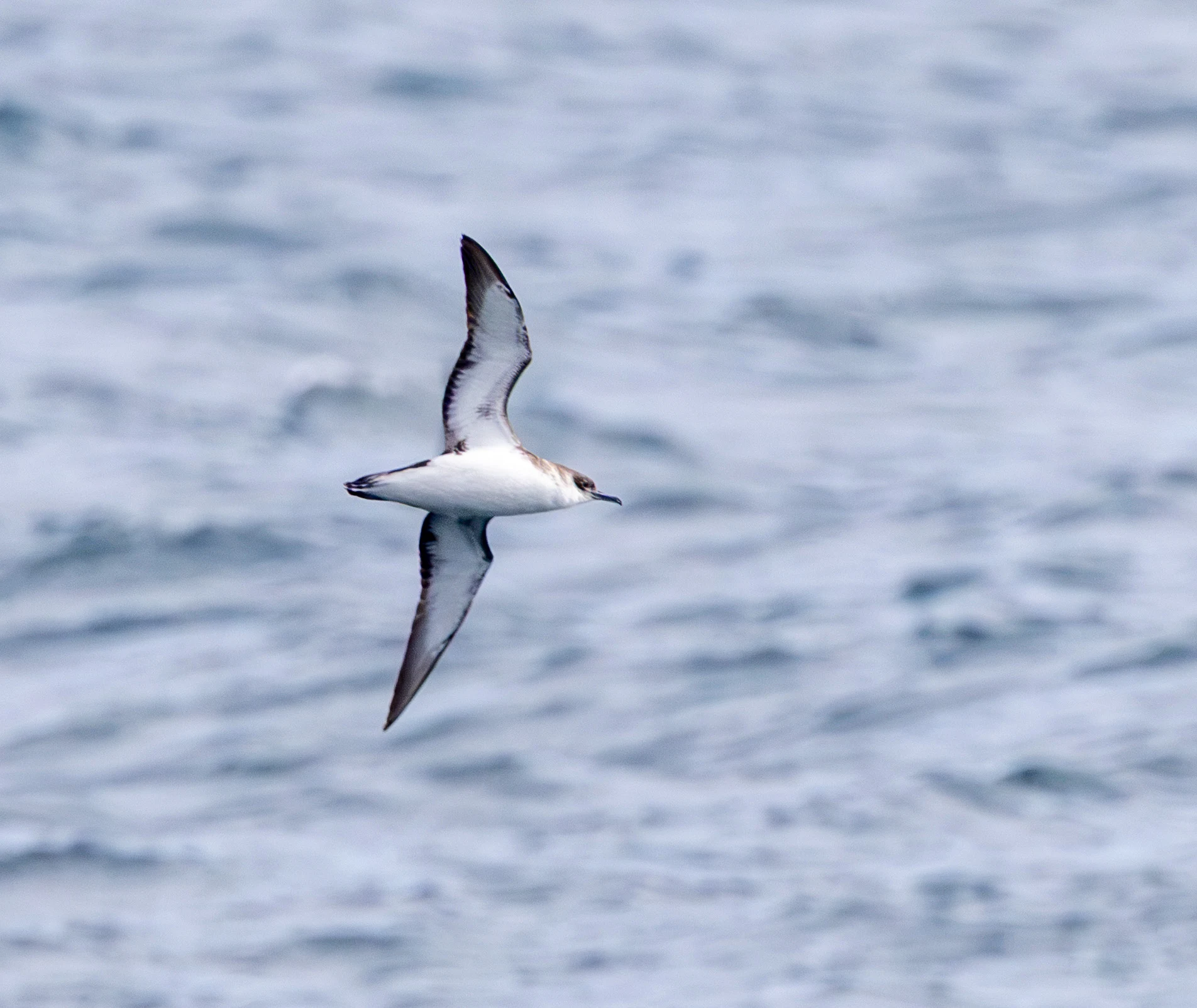 Manx Shearwater, Penzance, Cornwall, UK — photo by Adam Prugel-Bennett