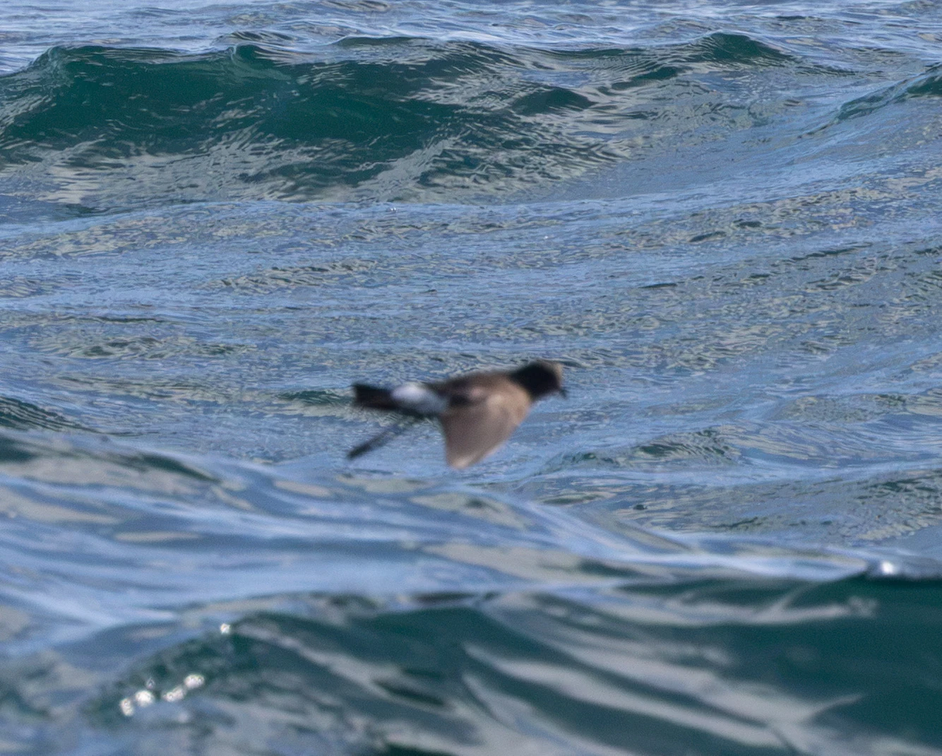 European Storm Petrel, Penzance, Cornwall, UK — photo by Adam Prugel-Bennett
