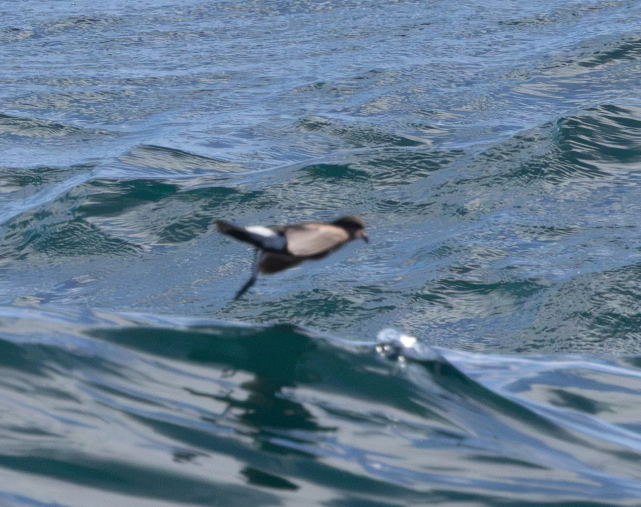 European Storm-petrel, Penzance, Cornwall, UK — photo by Adam Prugel-Bennett