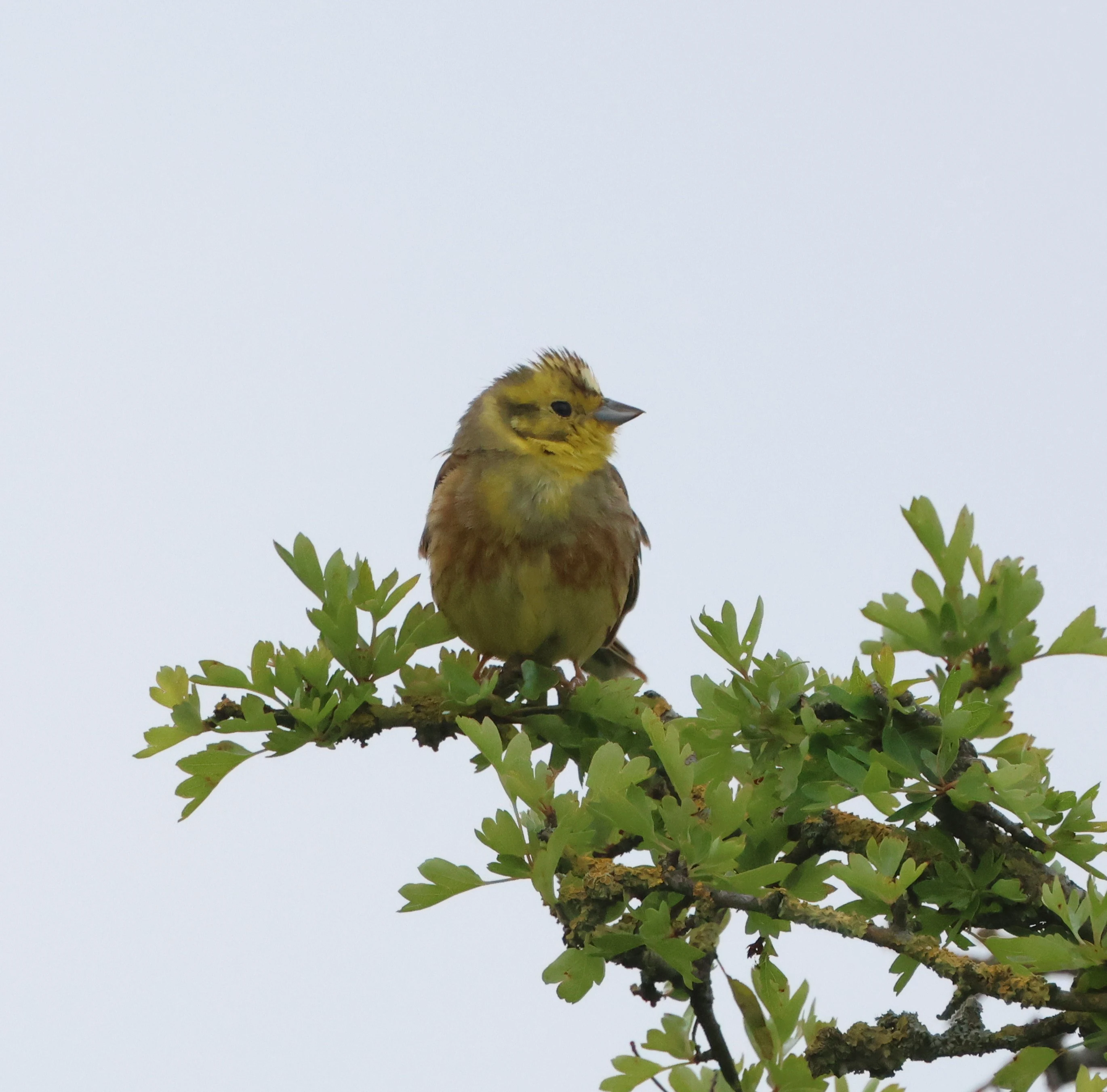 Yellowhammer, Martin Down, Martin, Hampshire, UK — photo by Adam Prugel-Bennett