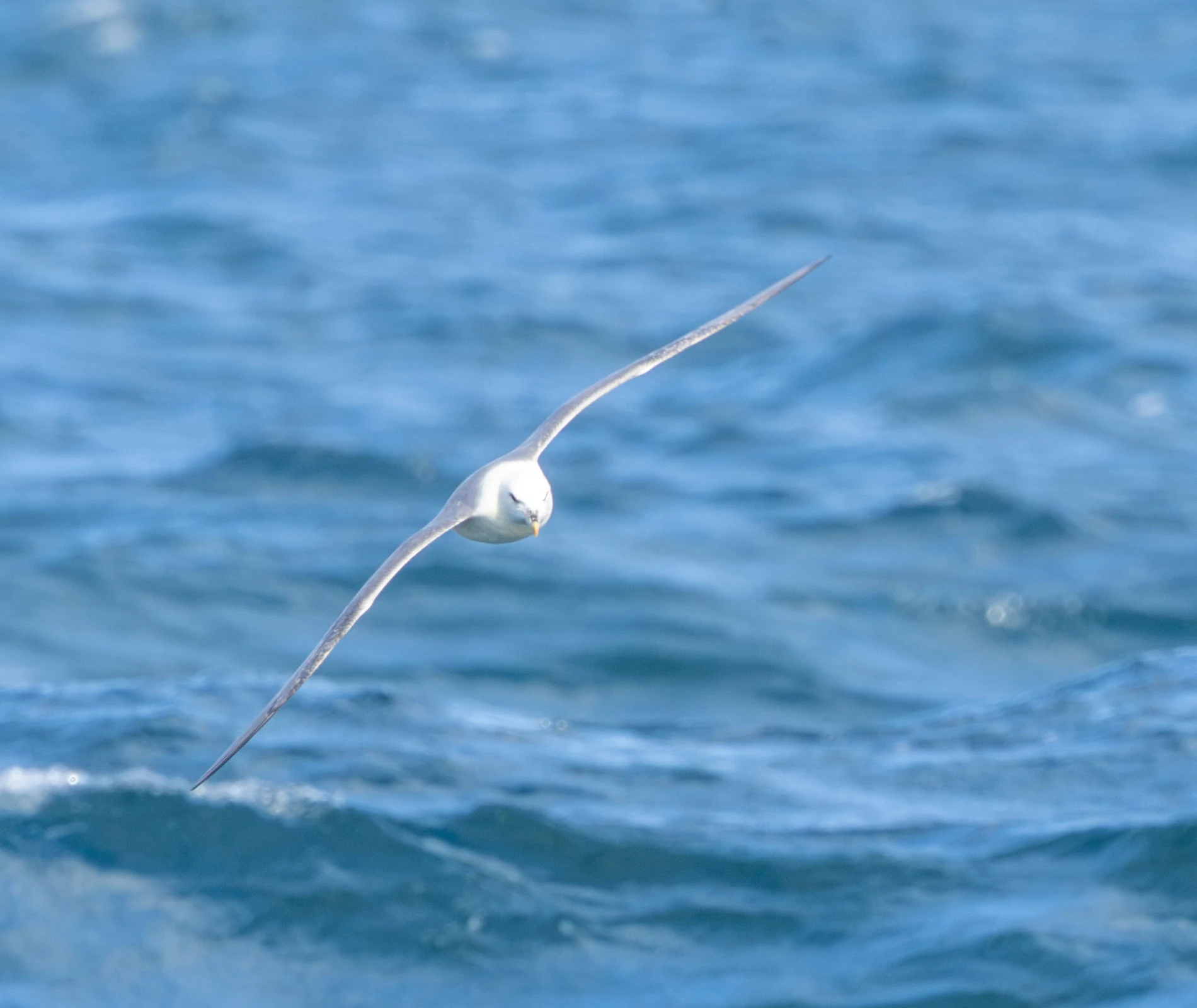 Northern Fulmar, Penzance, Cornwall, UK — photo by Adam Prugel-Bennett