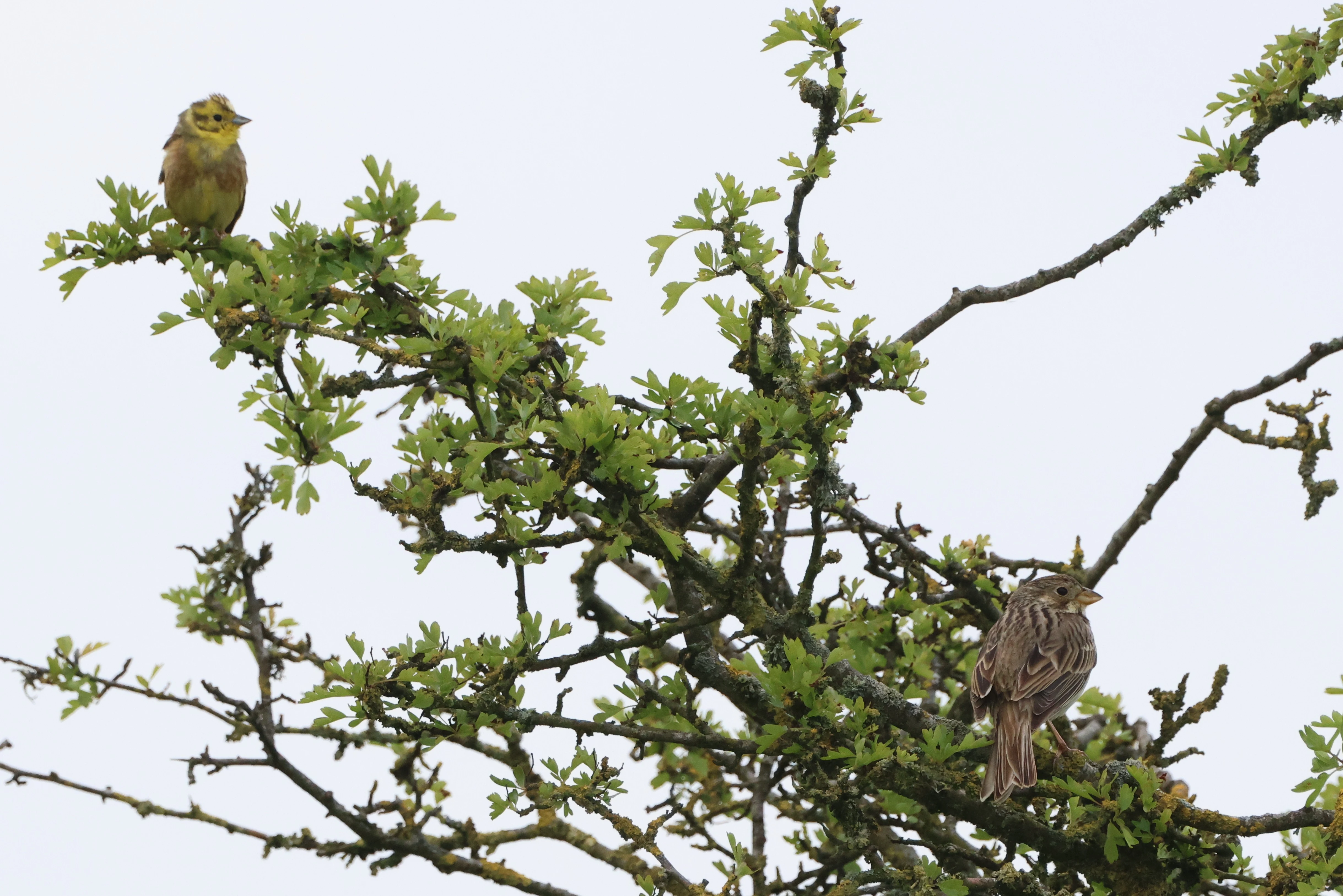 Yellowhammer and Corn Bunting, Martin Down, Martin, Hampshire, UK — photo by Adam Prugel-Bennett