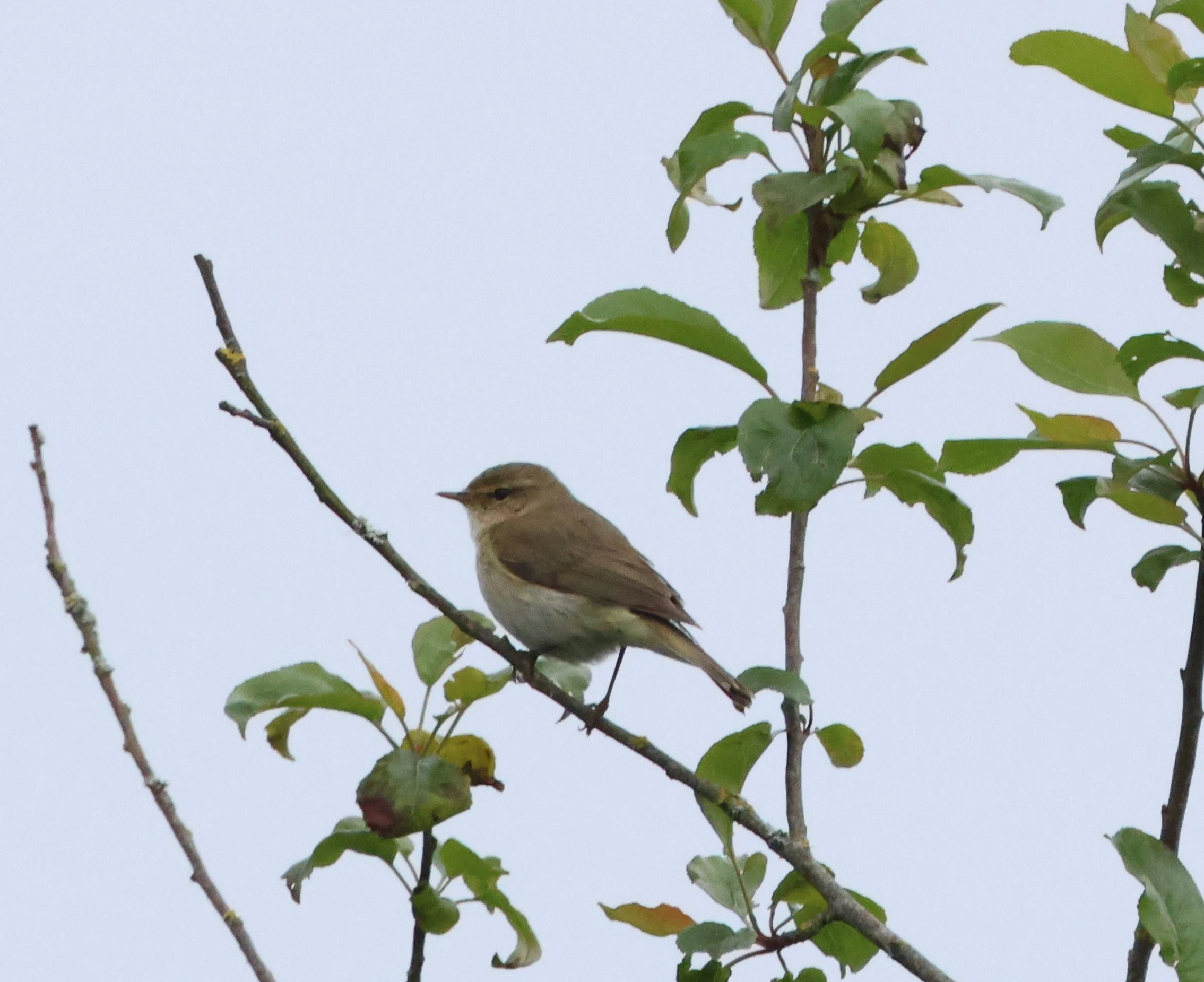 Sedge Warbler, Martin Down, Martin, Hampshire, UK — photo by Adam Prugel-Bennett