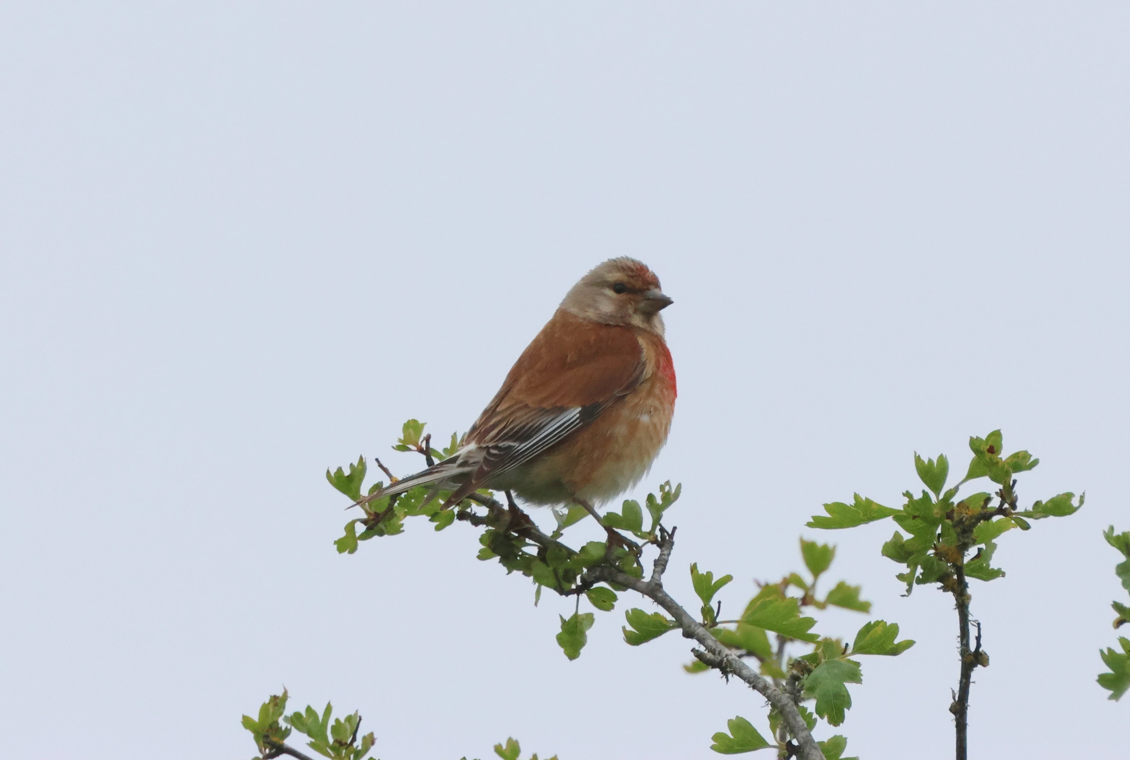 Linnet, Martin Down, Martin, Hampshire, UK — photo by Adam Prugel-Bennett