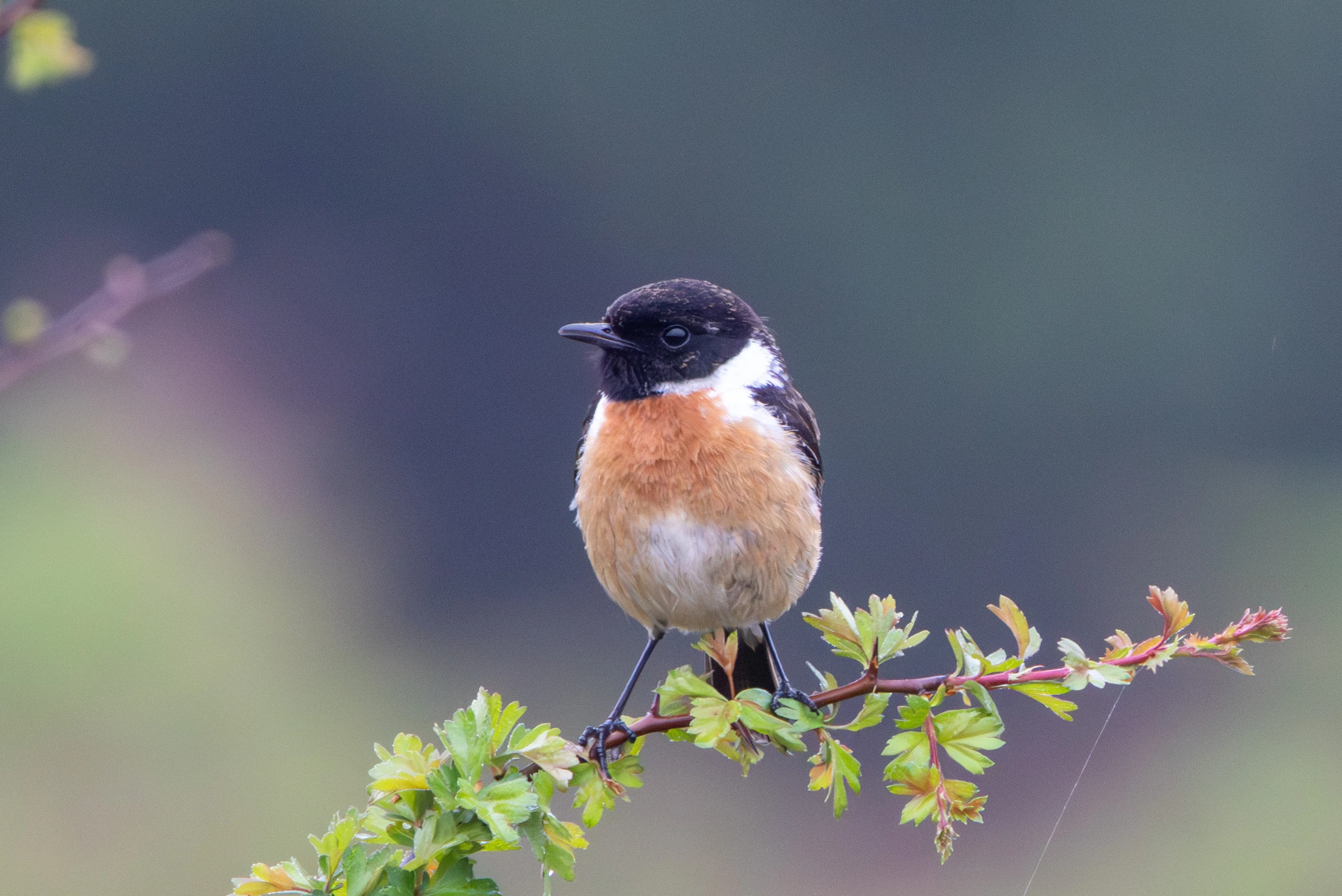 European Stonechat, Pig Bush, Hampshire, UK — photo by Adam Prugel-Bennett