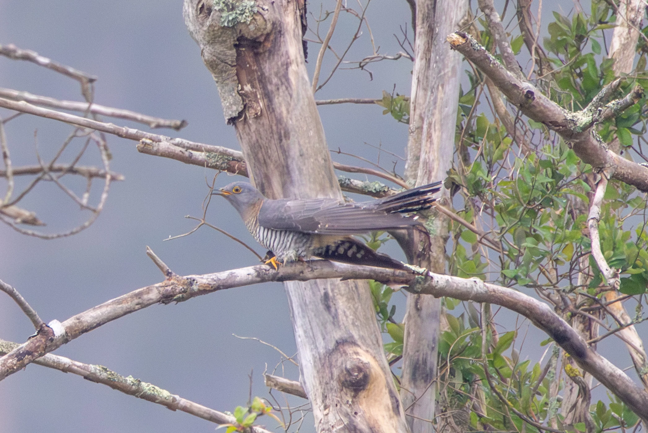 Common Cuckoo, Pig Bush, Hampshire, UK — photo by Adam Prugel-Bennett