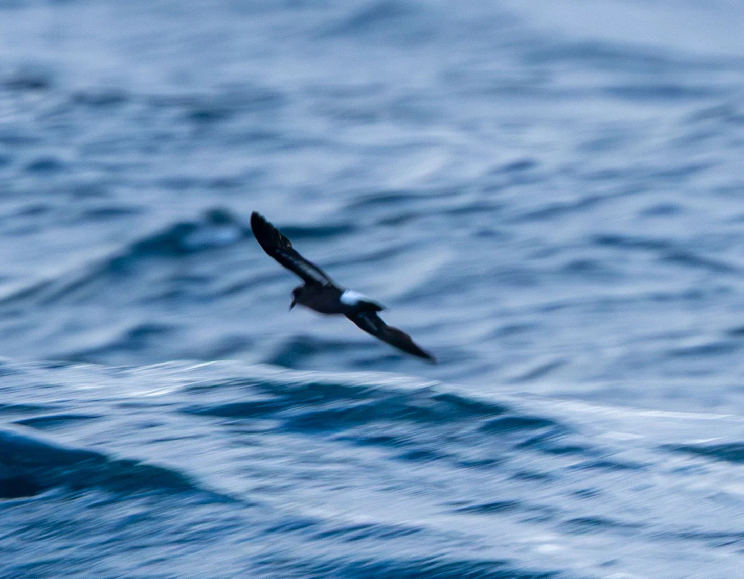 European Storm Petrel, Penzance, Cornwall, UK — photo by Adam Prugel-Bennett
