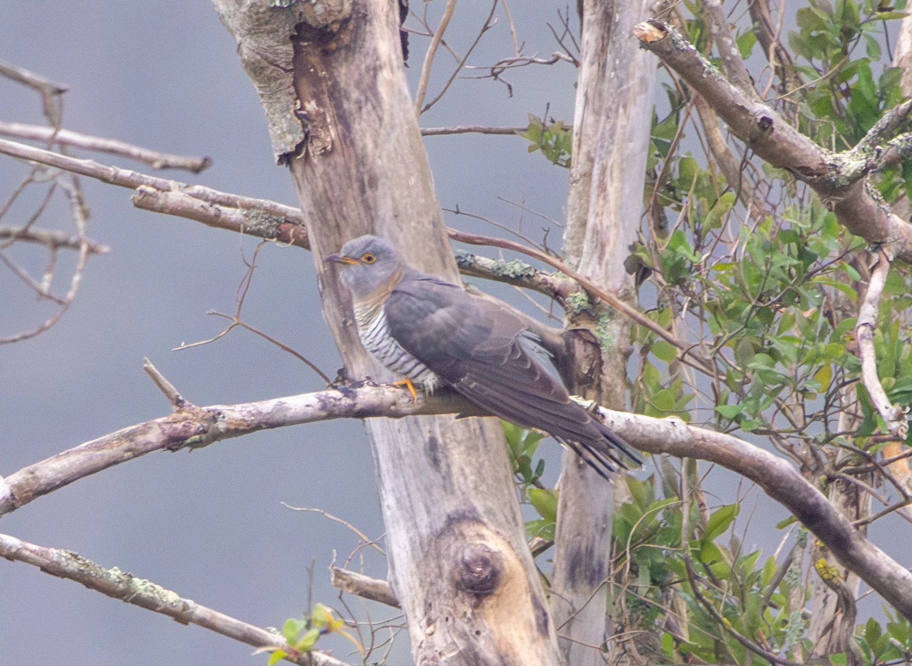 Common Cuckoo, Pig Bush, Hampshire, UK — photo by Adam Prugel-Bennett
