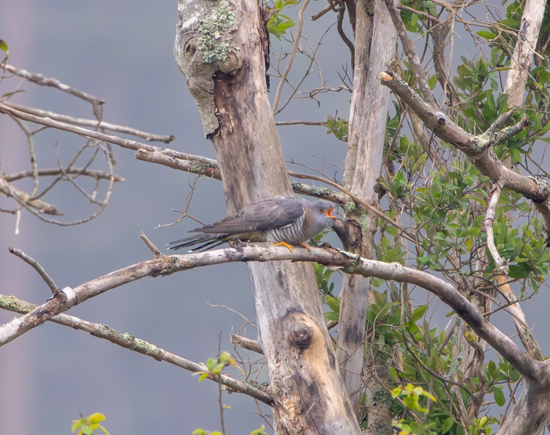 Common Cuckoo, Pig Bush, Hampshire, UK — photo by Adam Prugel-Bennett