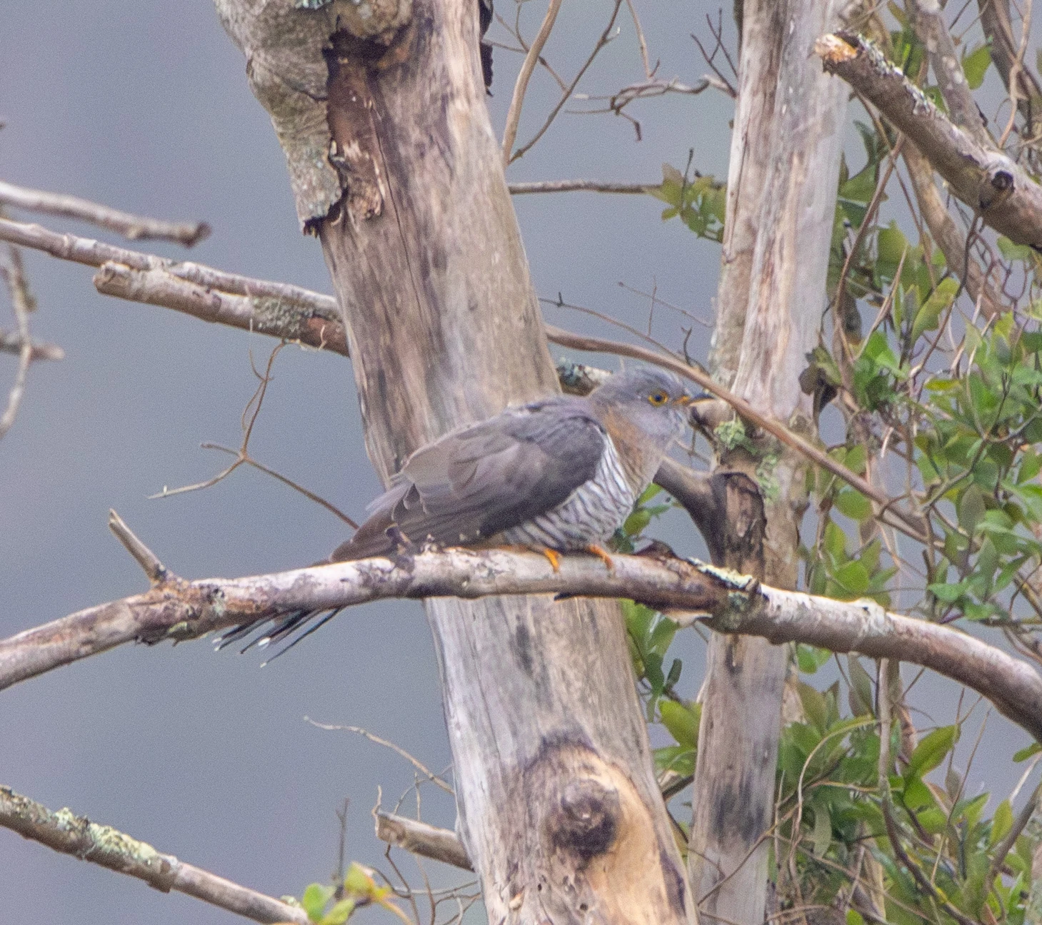 Eurasian Cuckoo, Pig Bush, Hampshire, UK — photo by Adam Prugel-Bennett