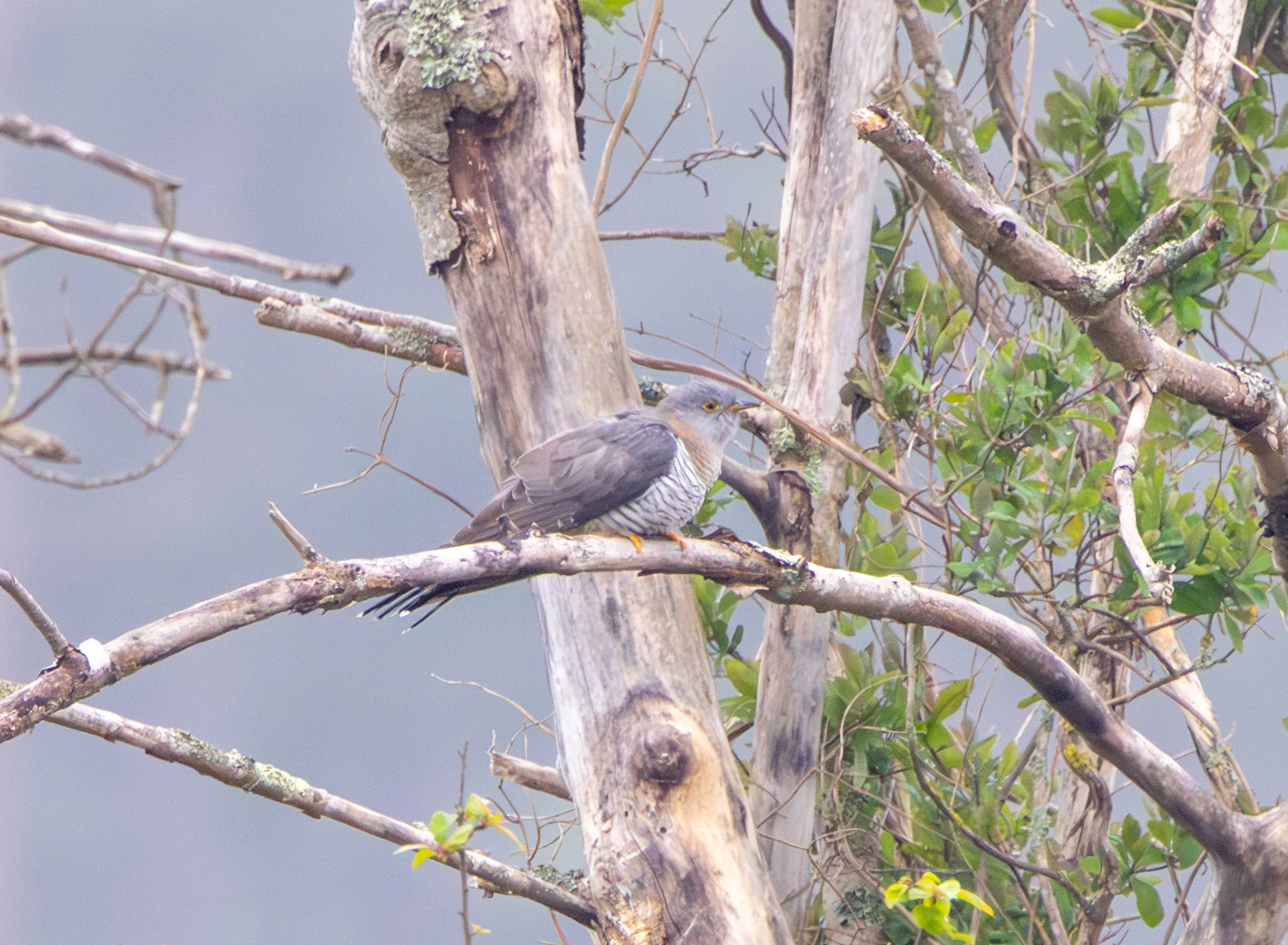 Common Cuckoo, Pig Bush, Hampshire, UK — photo by Adam Prugel-Bennett
