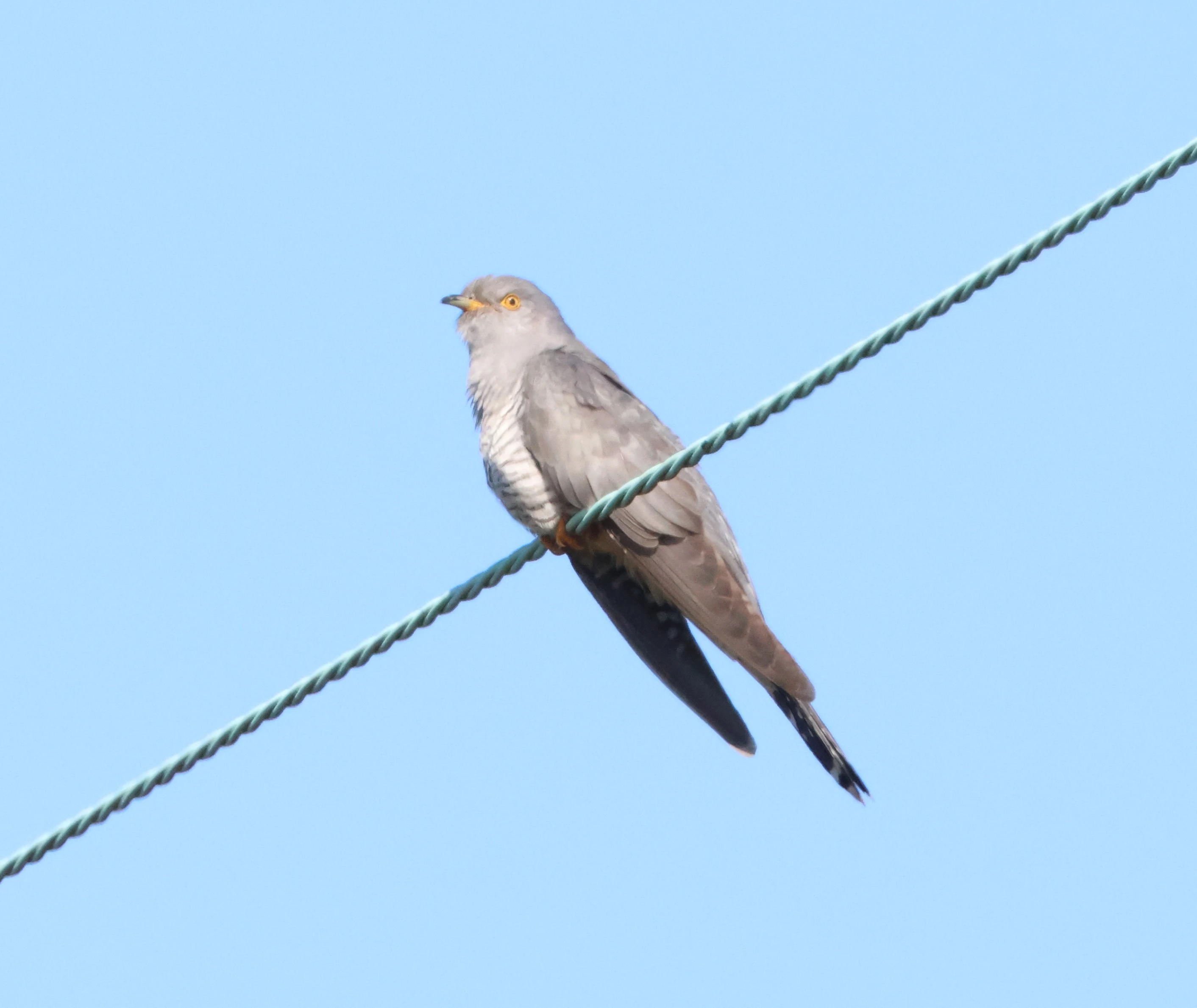 Common cuckoo, Wilverley, New Forest, UK — photo by Adam Prugel-Bennett