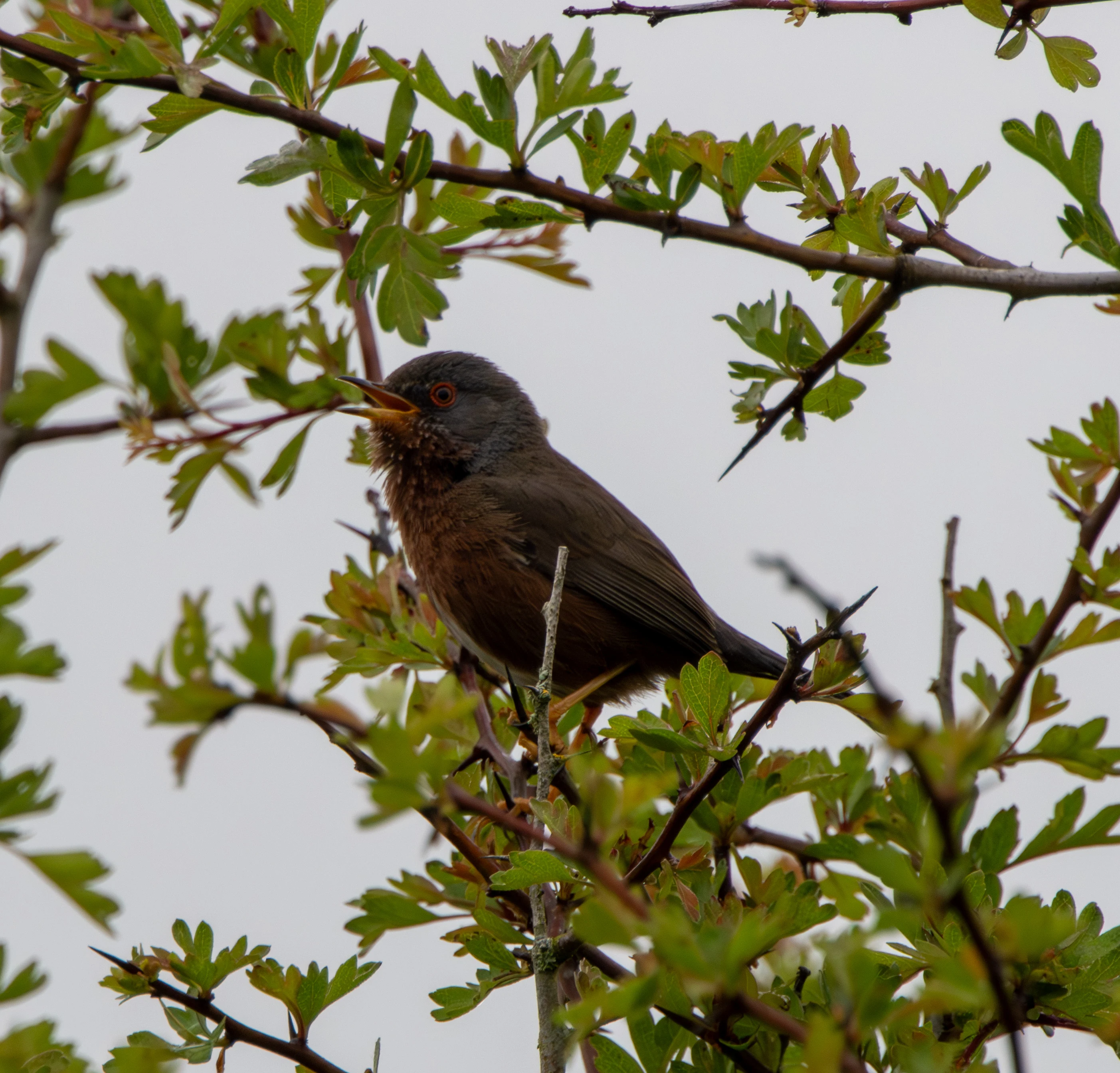 Dartford Warbler, Pig Bush, Hampshire, UK — photo by Adam Prugel-Bennett