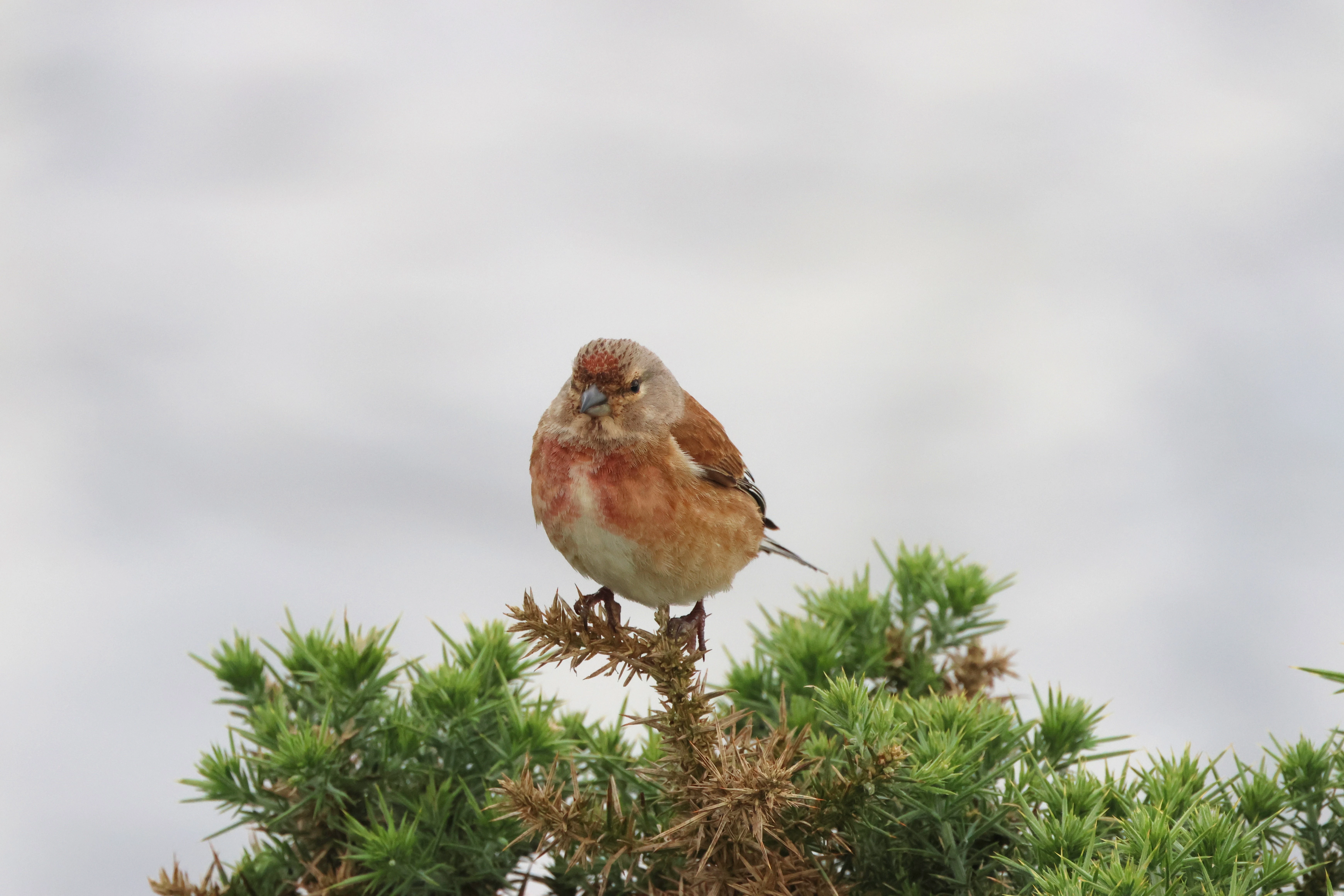 Linnet, Lymington, New Forest, UK — photo by Adam Prugel-Bennett