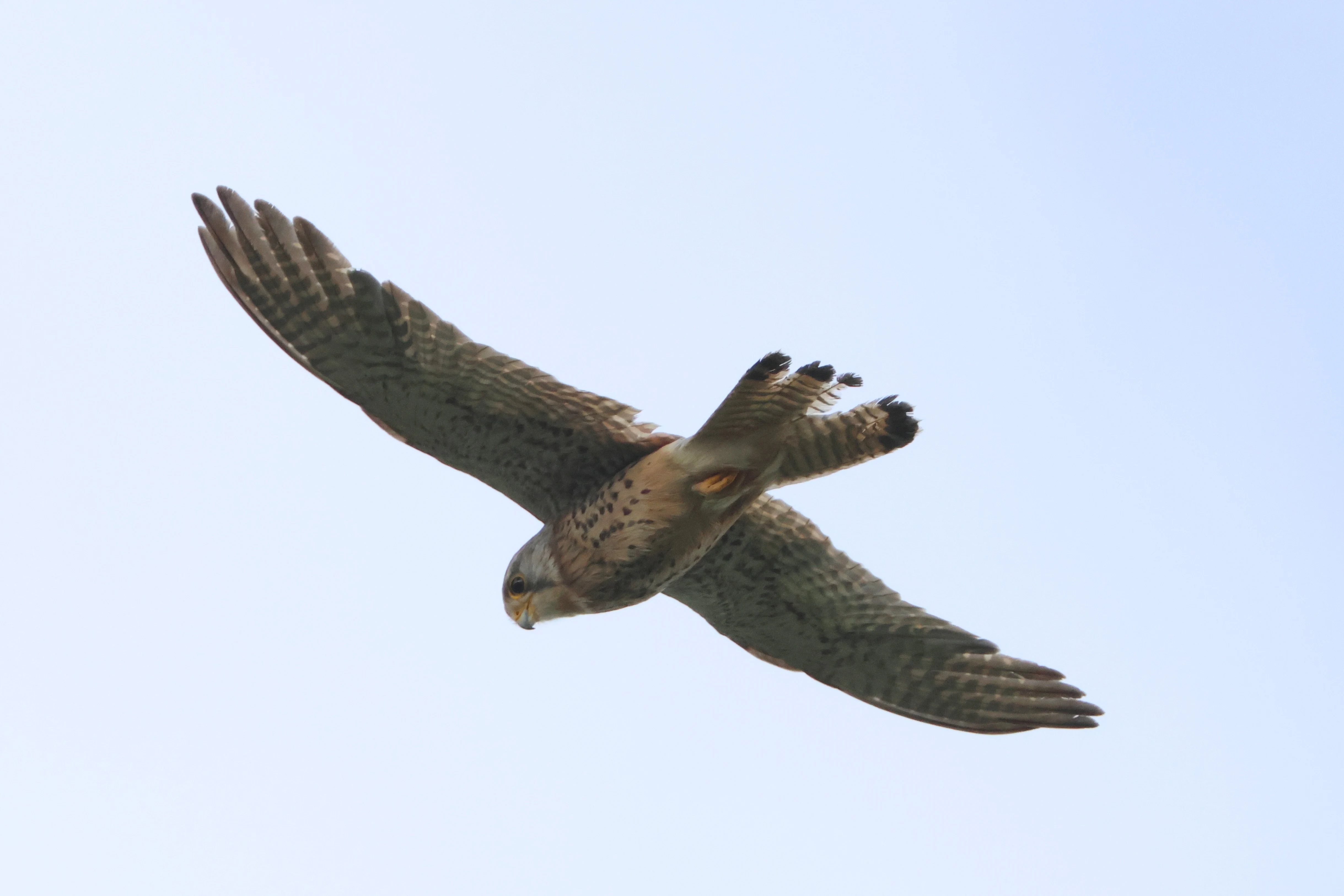 Kestrel, Lymington, New Forest, UK — photo by Adam Prugel-Bennett
