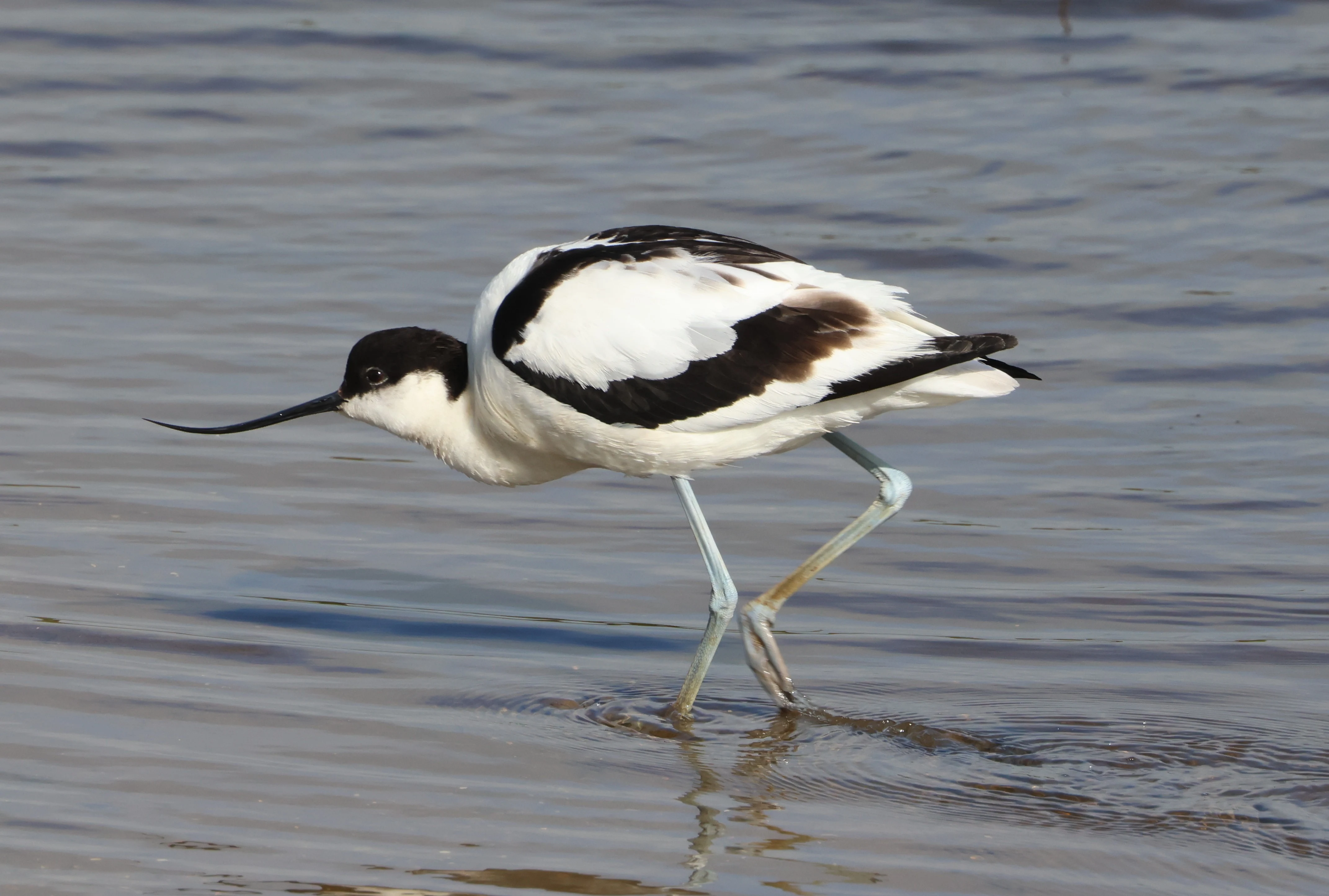 Avocet, Lymington, New Forest, UK — photo by Adam Prugel-Bennett