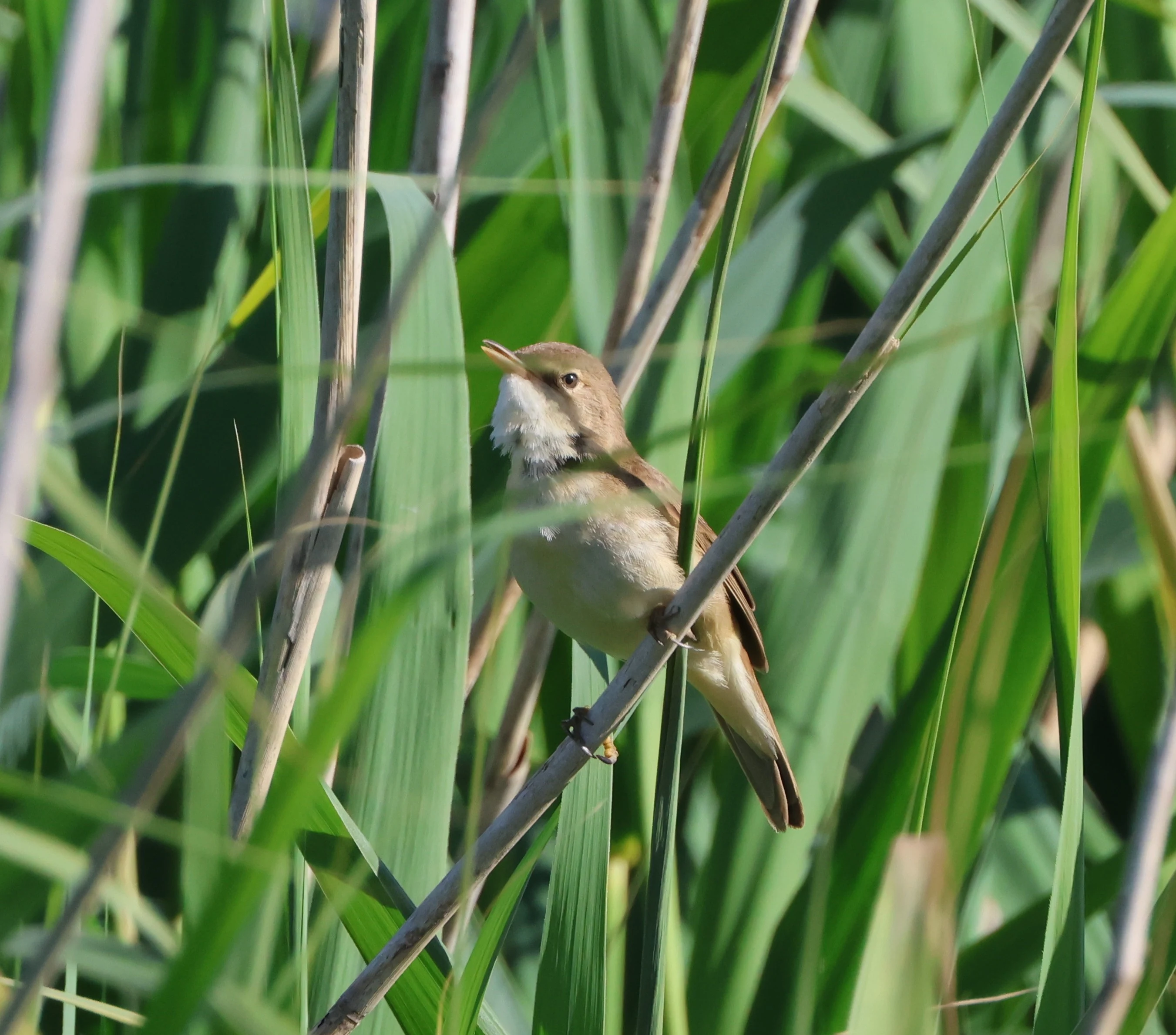 Reed Warbler, Lymington, New Forest, UK — photo by Adam Prugel-Bennett