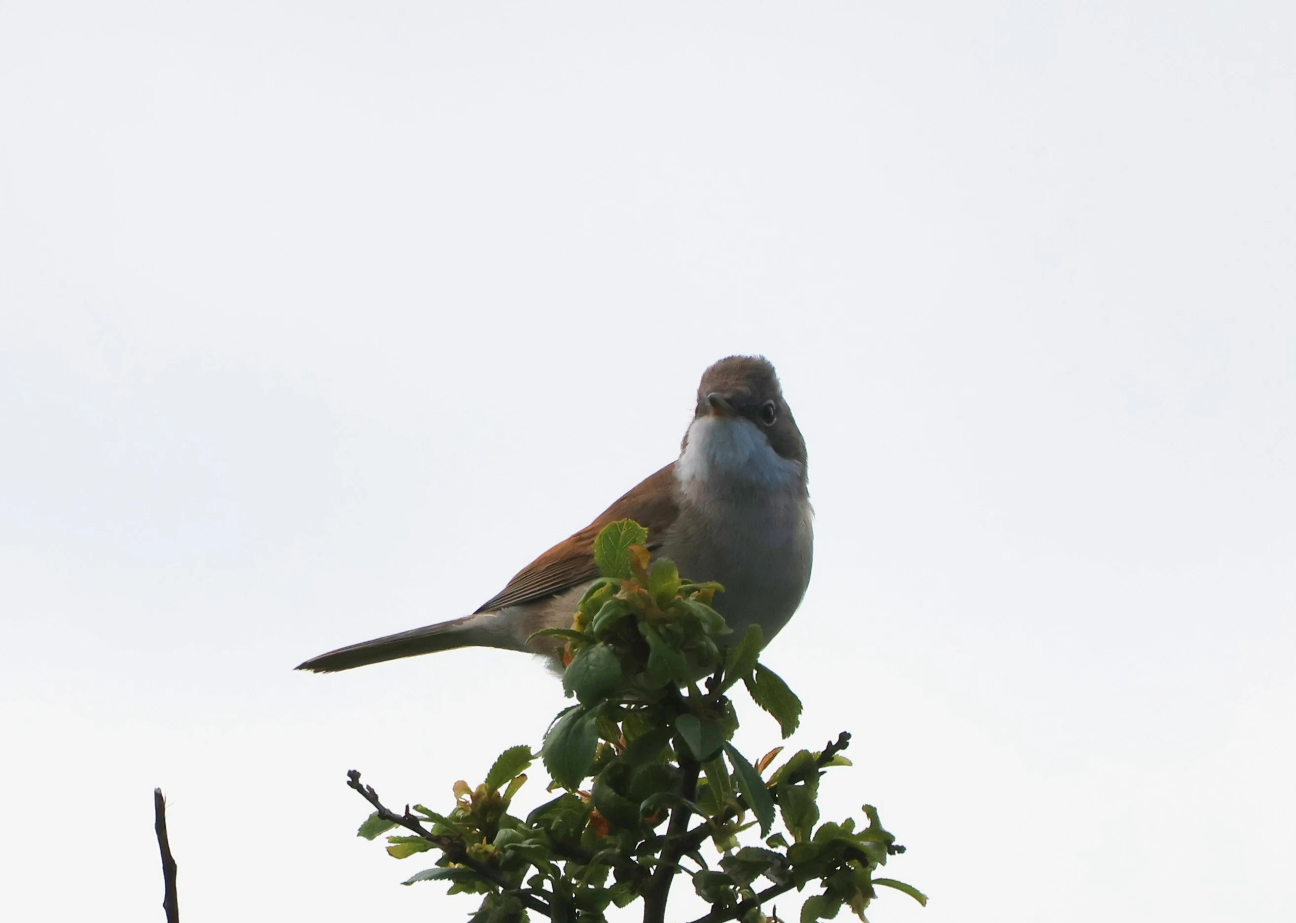 Common whitethroat, Lymington, New Forest, UK — photo by Adam Prugel-Bennett