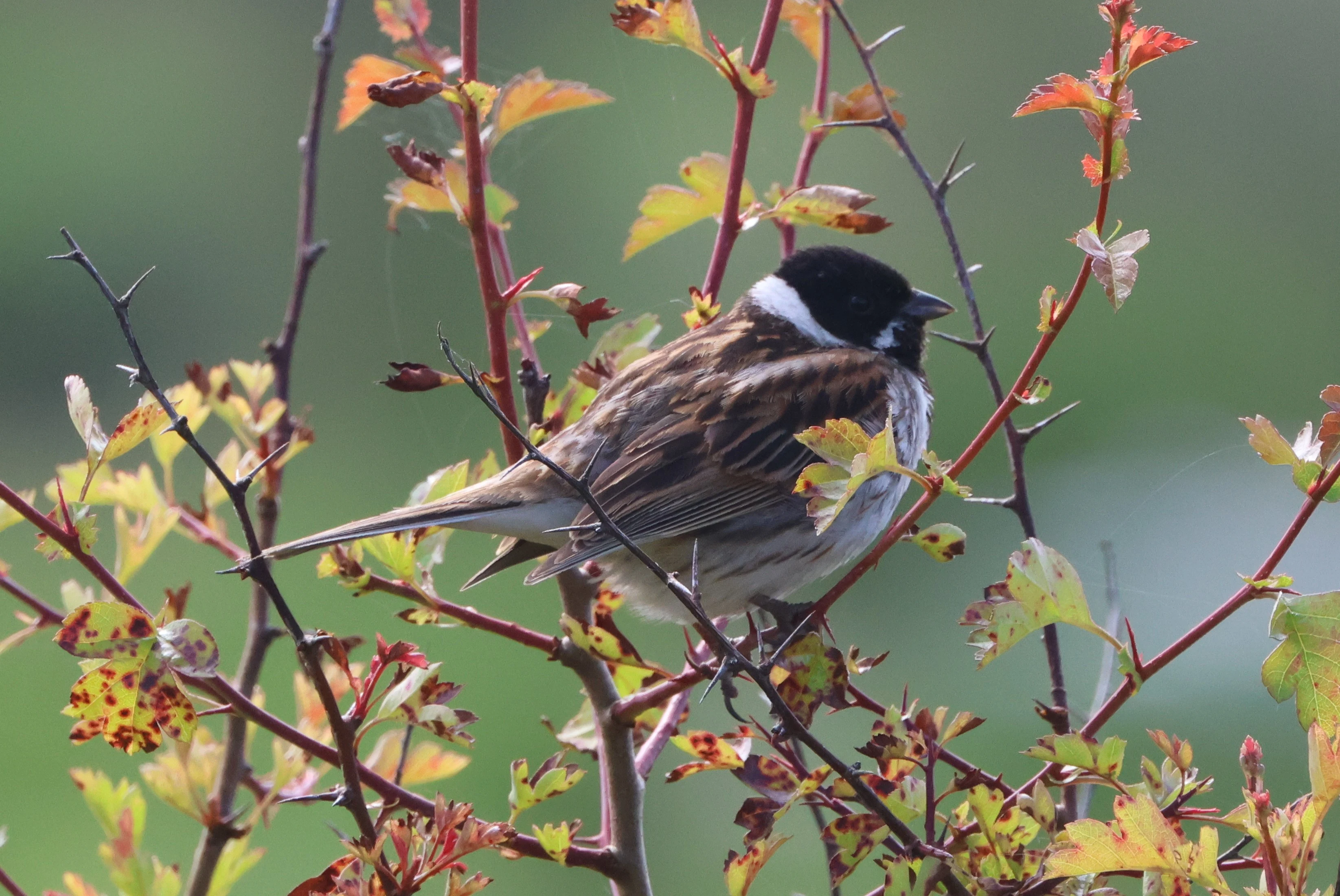 Reed Bunting, Lymington, New Forest, UK — photo by Adam Prugel-Bennett