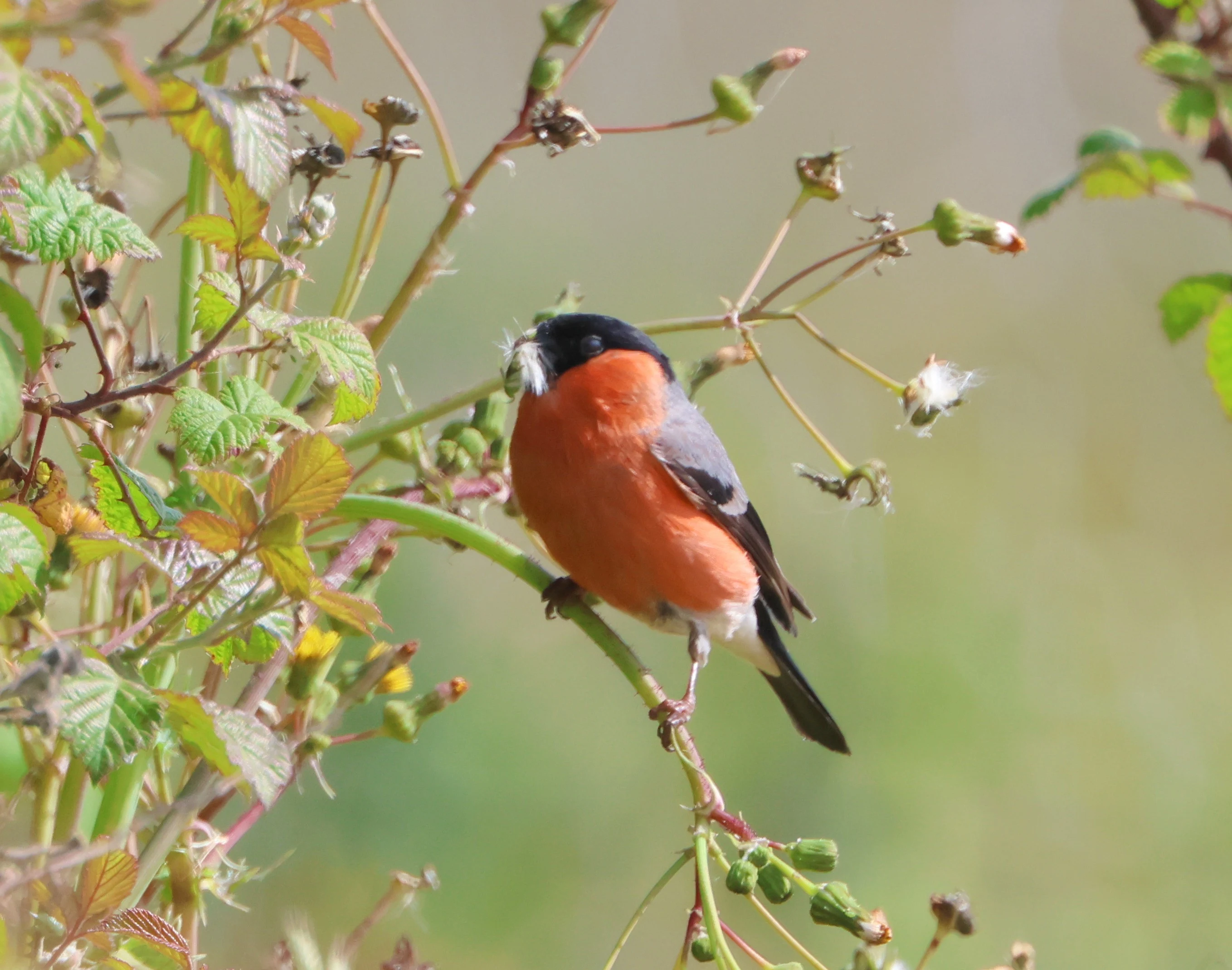 Bullfinch, Lymington, New Forest, UK — photo by Adam Prugel-Bennett