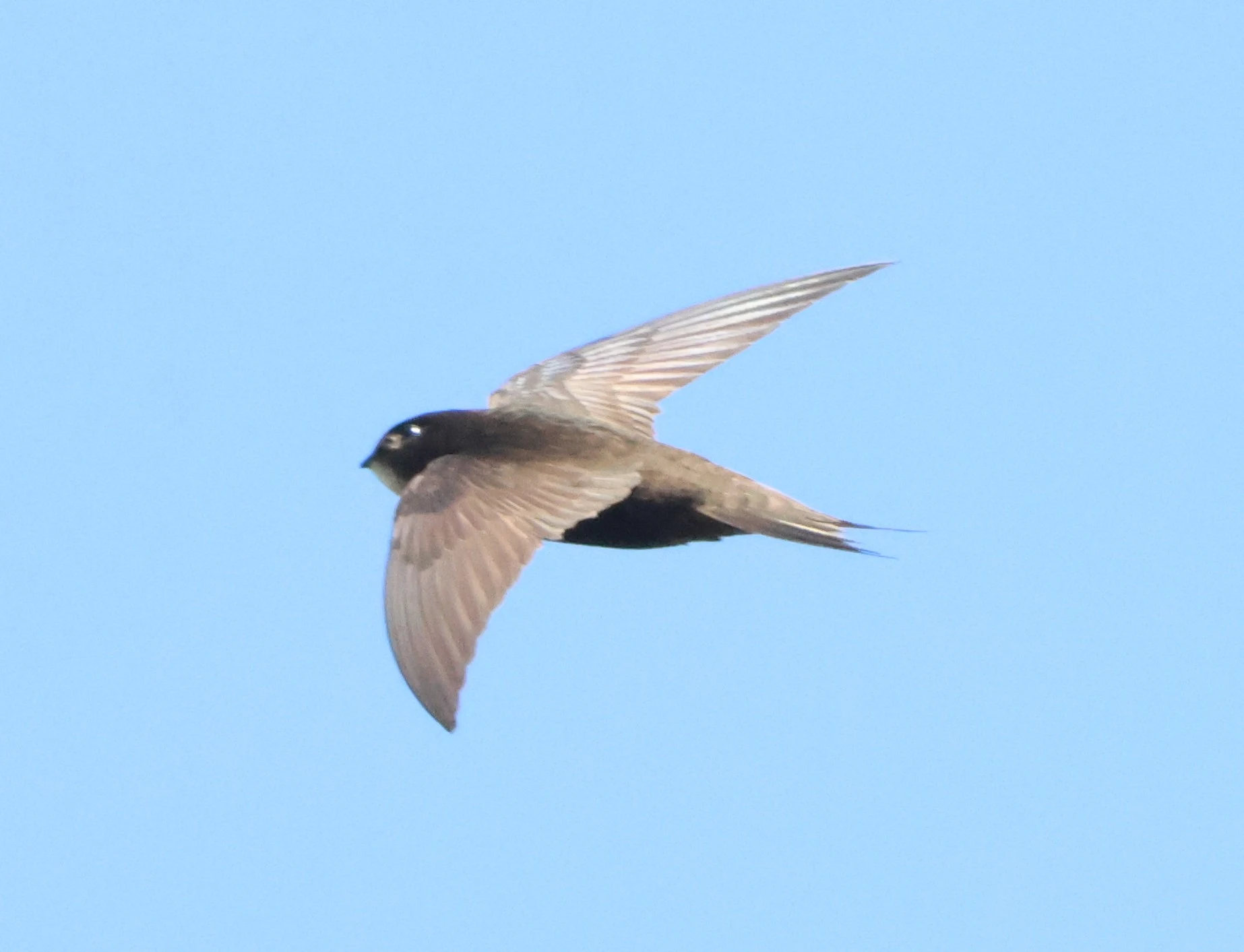 Common swift, Lymington, New Forest, UK — photo by Adam Prugel-Bennett