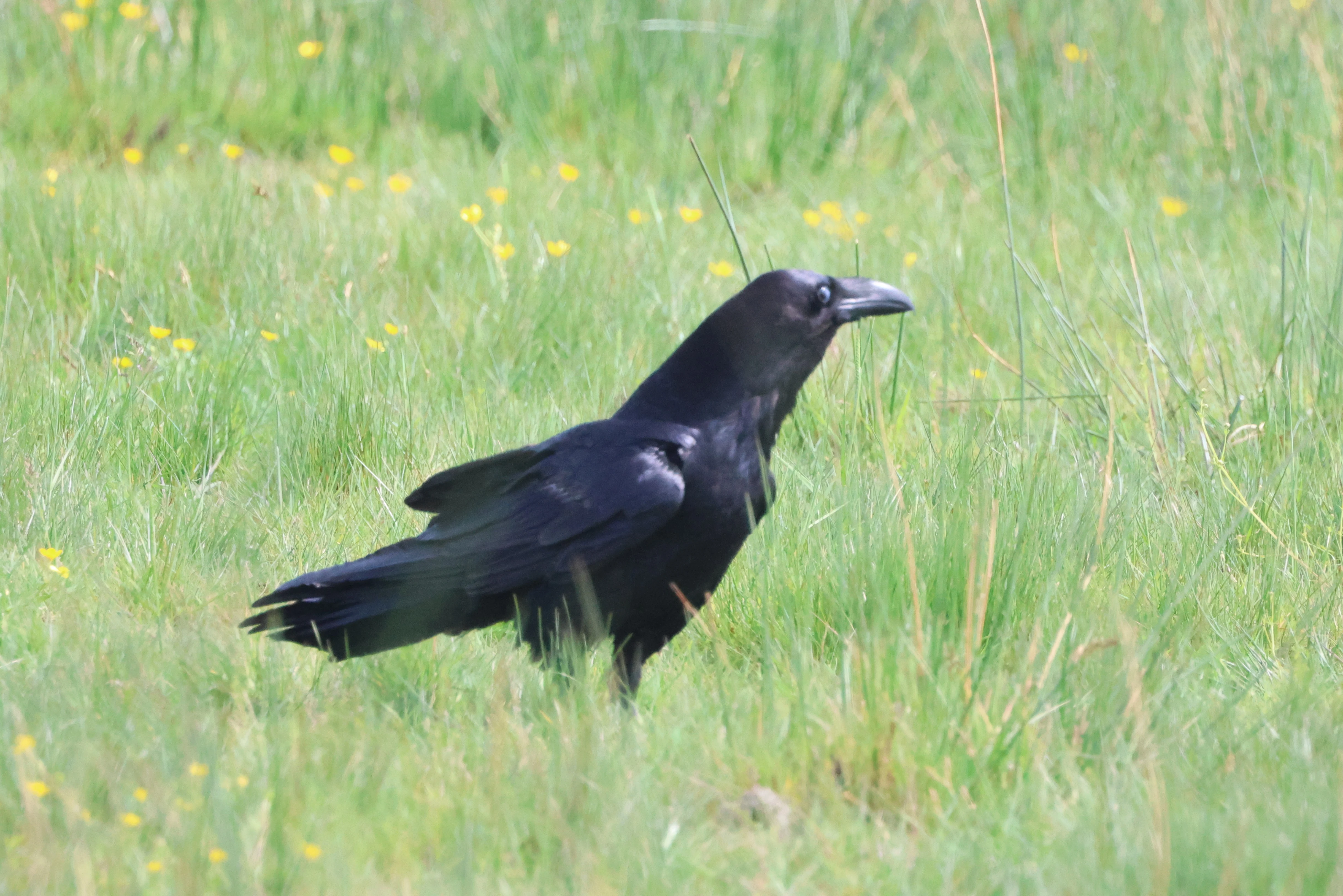 Raven, Lymington, New Forest, UK — photo by Adam Prugel-Bennett