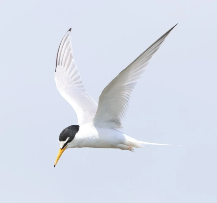 Little tern, Lymington, New Forest, UK — photo by Adam Prugel-Bennett