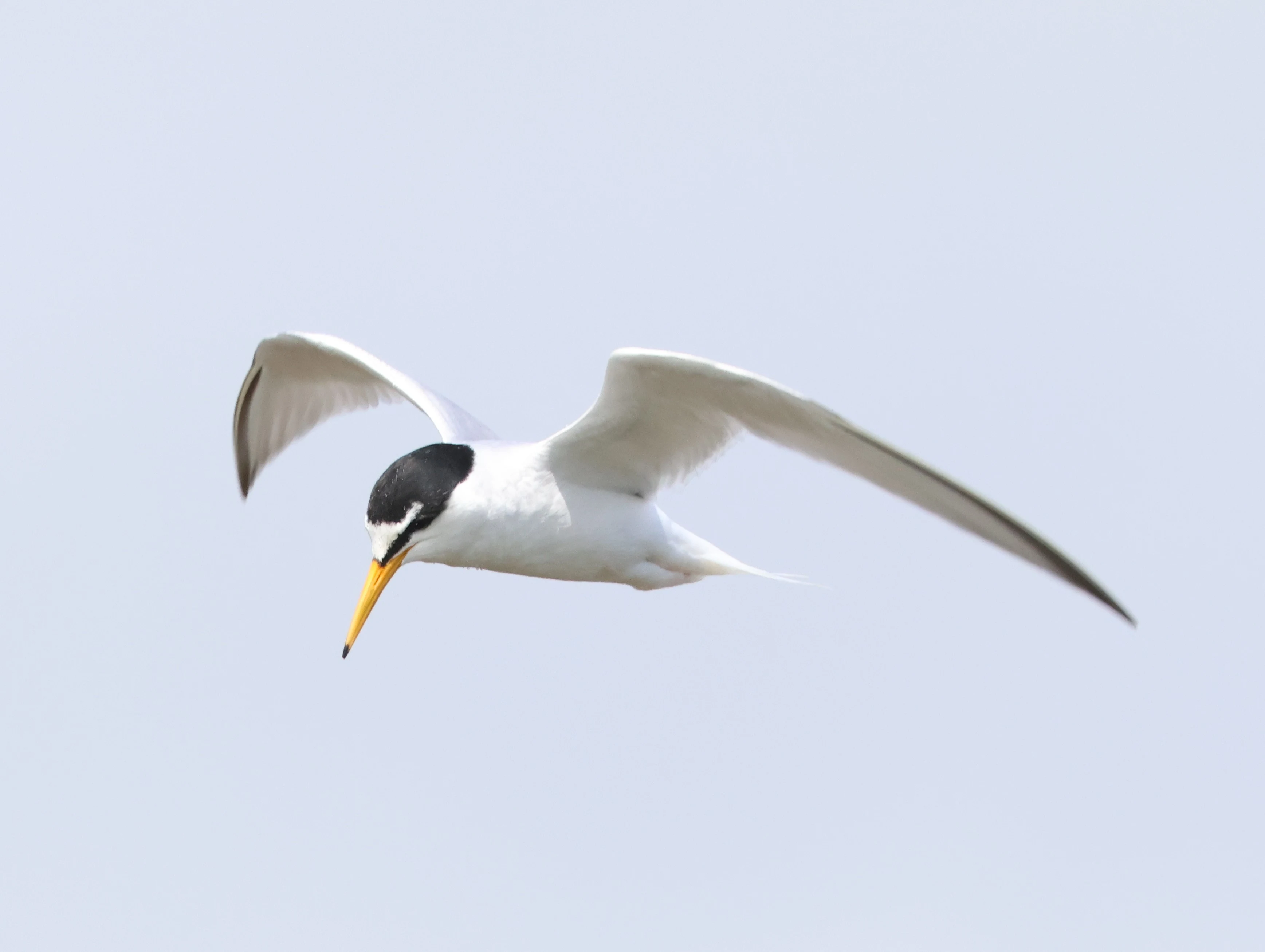 Little tern, Lymington, New Forest, UK — photo by Adam Prugel-Bennett