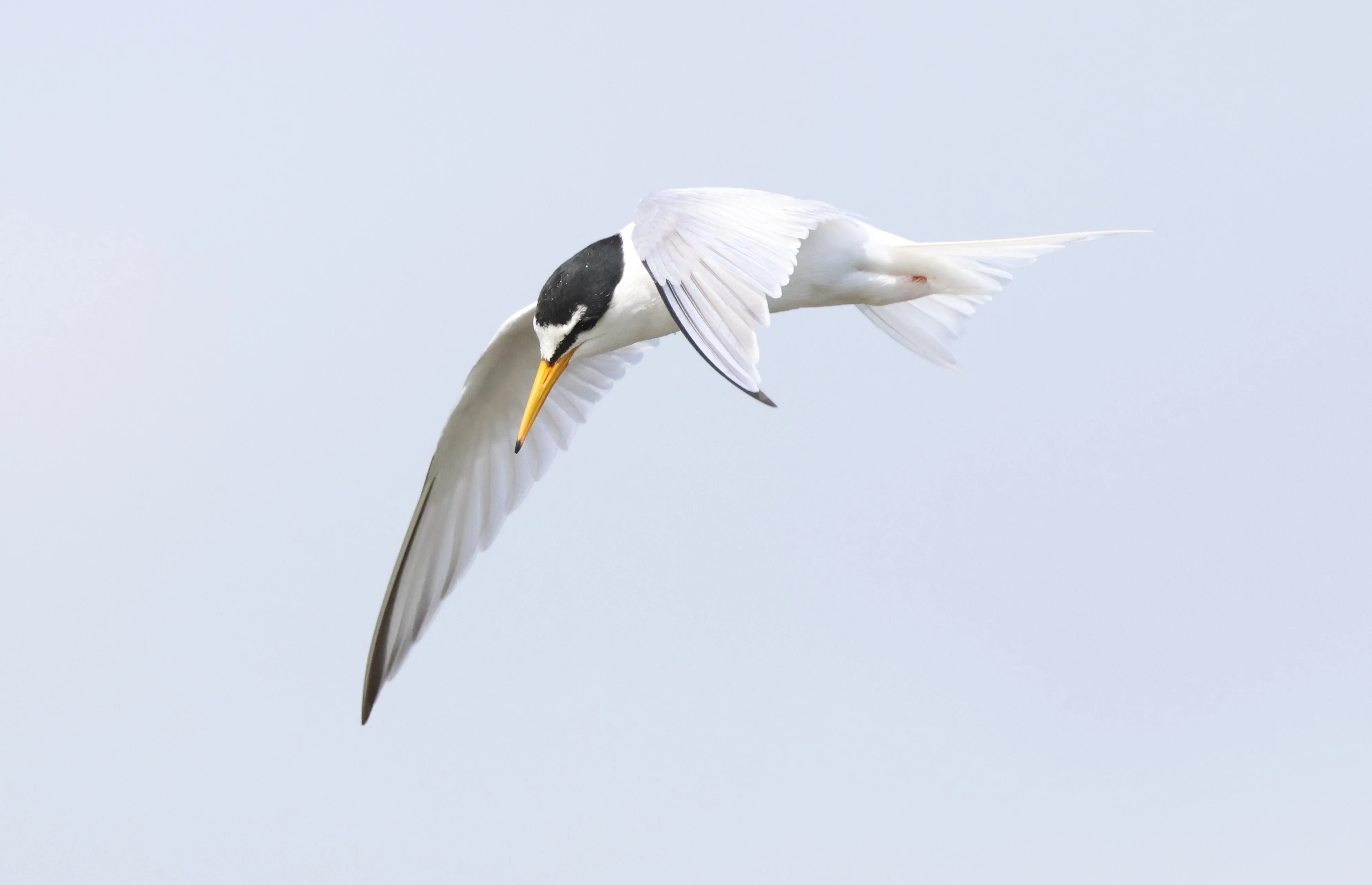 Little tern, Lymington, New Forest, UK — photo by Adam Prugel-Bennett
