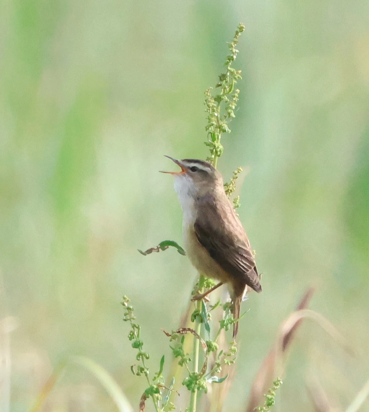 Sedge Warbler, Lower Test, Totton, New Forest, UK — photo by Adam Prugel-Bennett