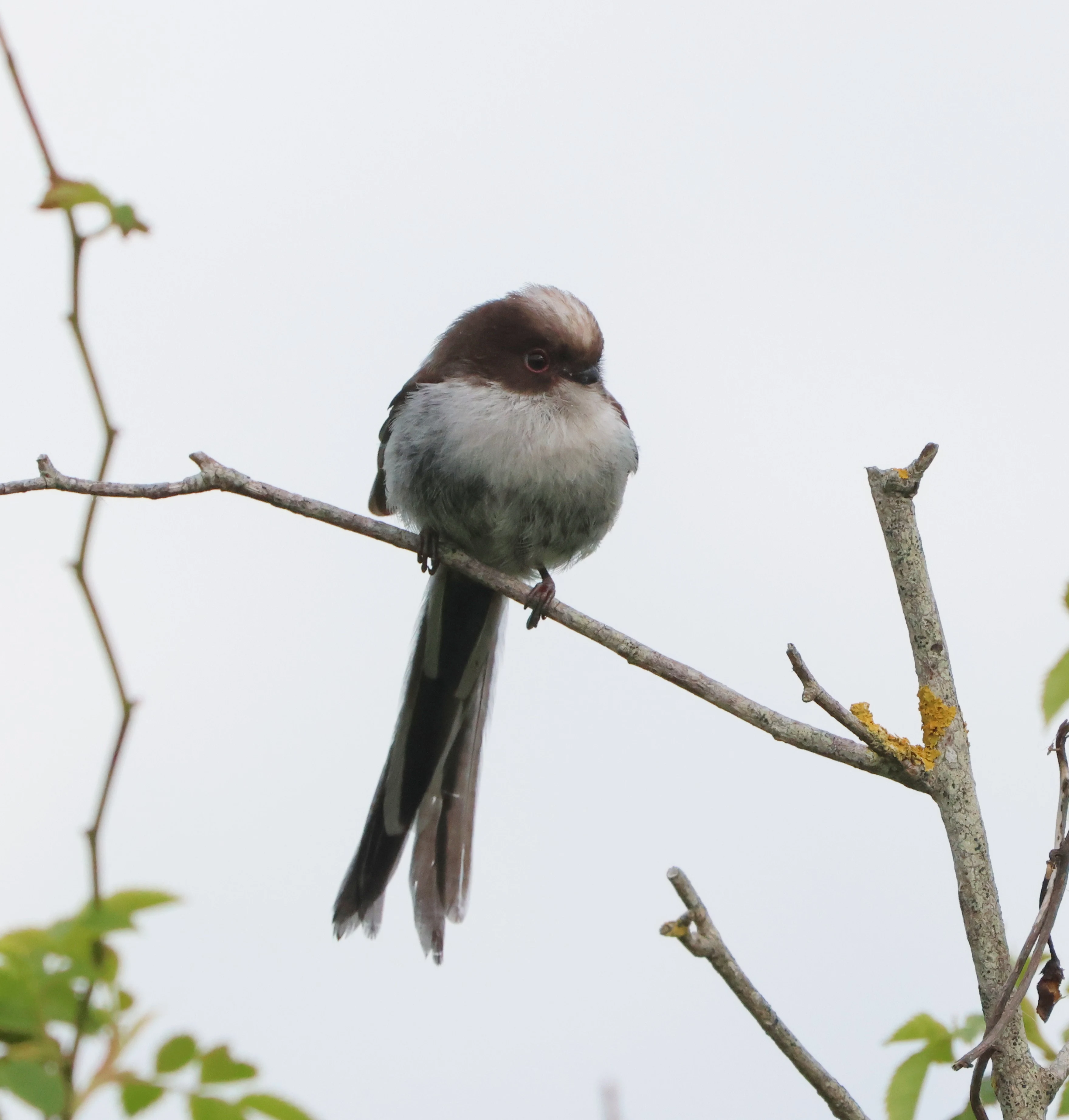 Long-tailed tit, Lower Test, Totton, New Forest, UK — photo by Adam Prugel-Bennett