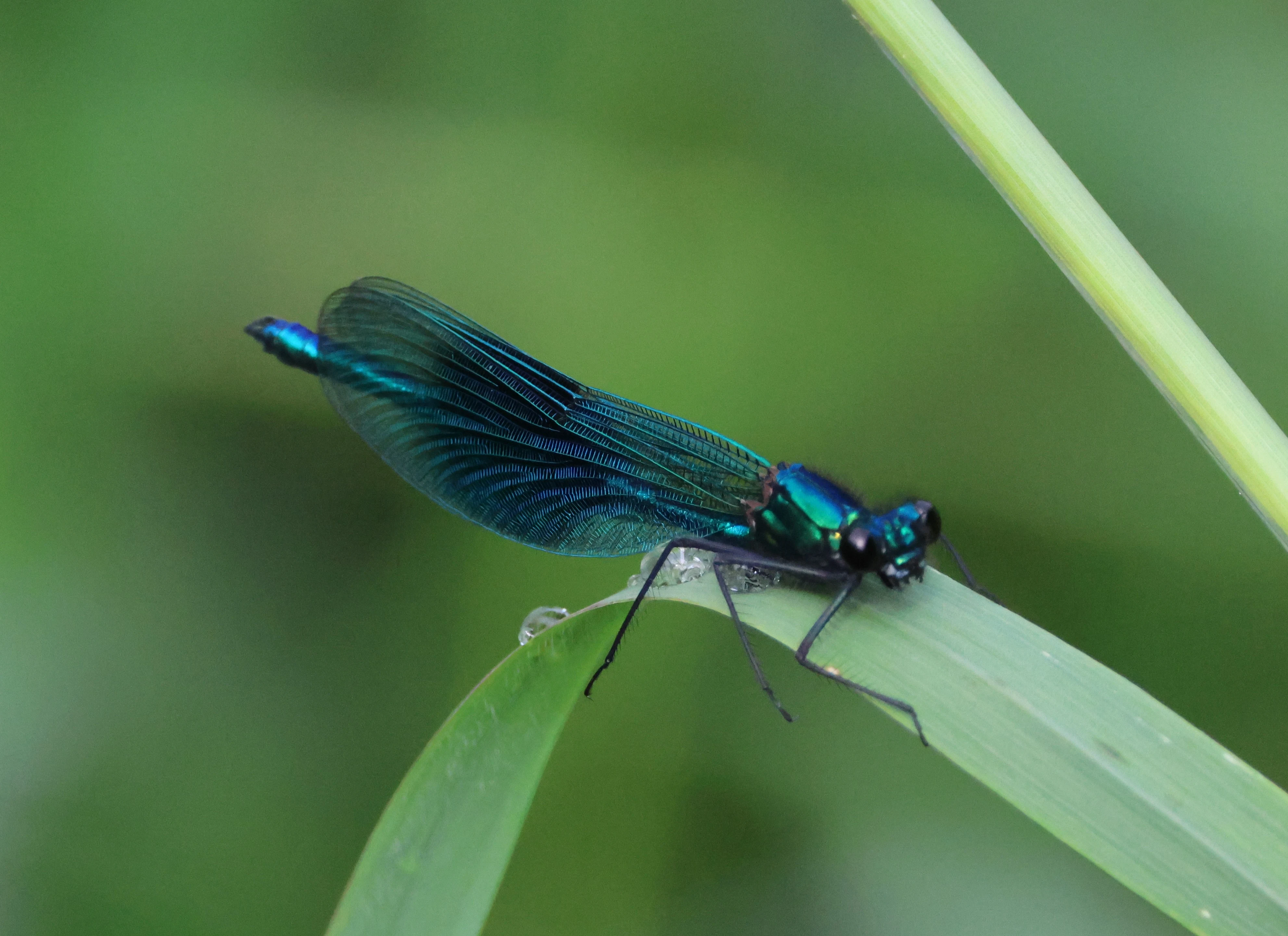 Banded demoiselle, Lower Test, Totton, New Forest, UK — photo by Adam Prugel-Bennett