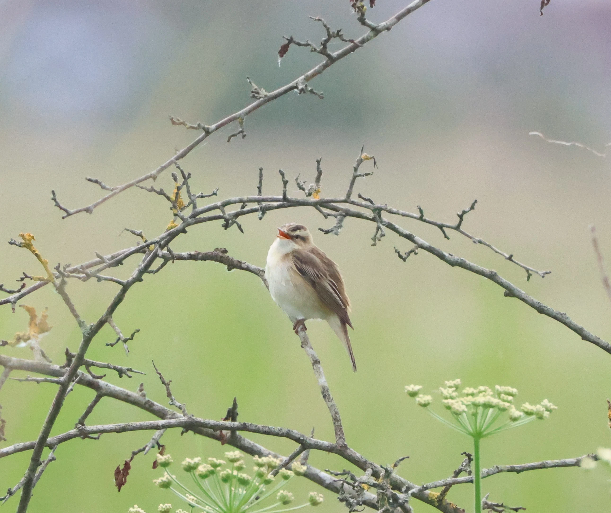 Sedge Warbler, Lower Test, Totton, New Forest, UK — photo by Adam Prugel-Bennett
