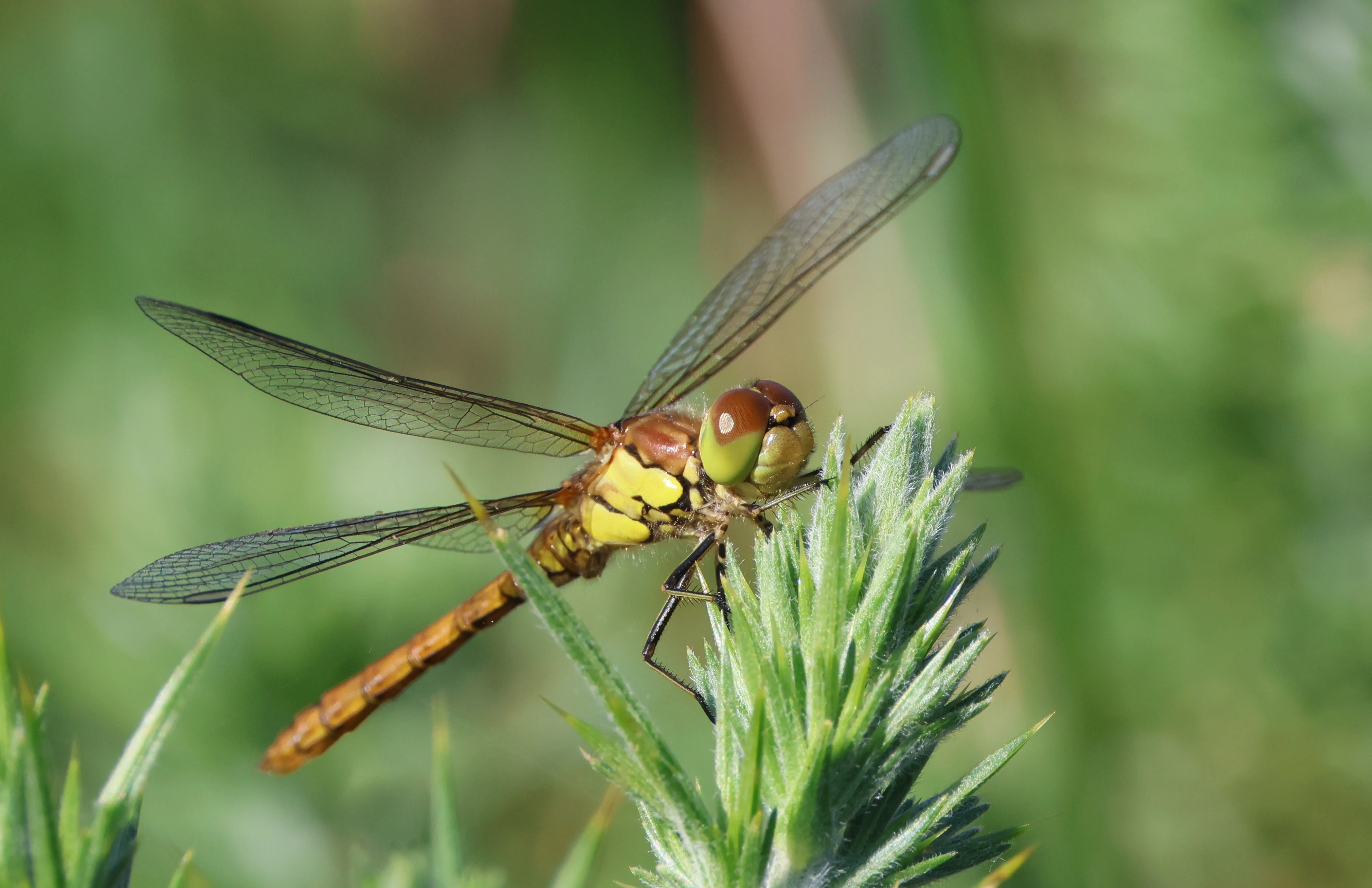 Common Darter Dragonfly, Beaulieu Heath, Beaulieu, New Forest, UK — photo by Adam Prugel-Bennett
