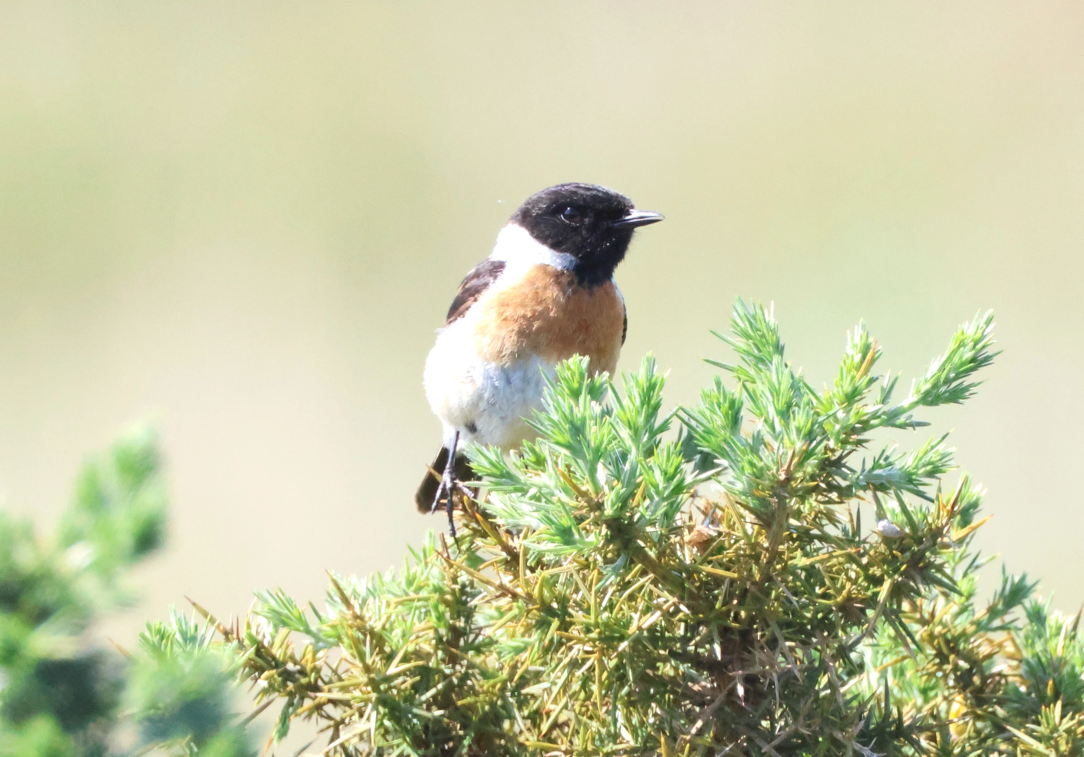 Stonechat, Beaulieu Heath, Beaulieu, New Forest, UK — photo by Adam Prugel-Bennett
