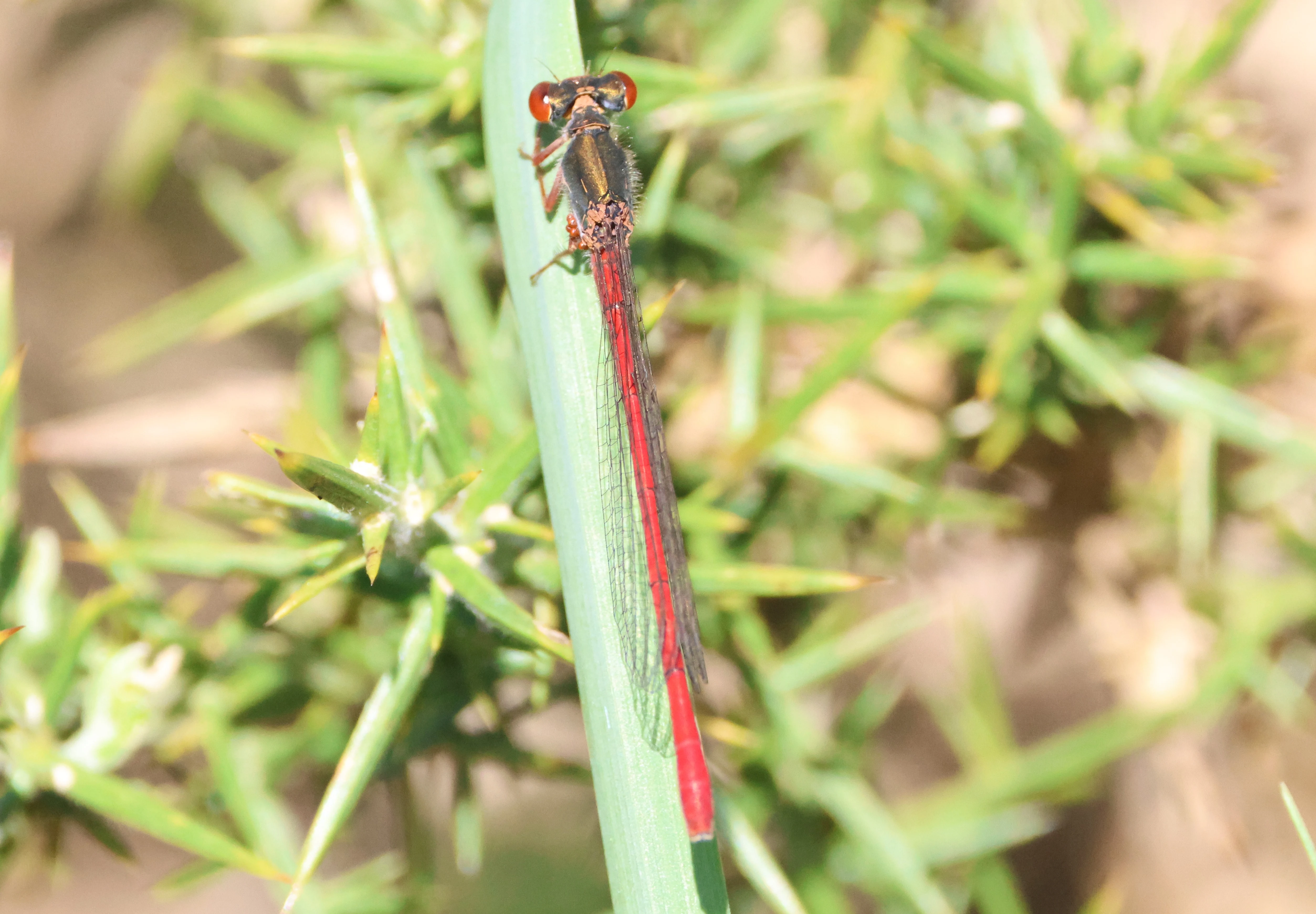 Small Red Damselfly, Beaulieu Heath, Beaulieu, New Forest, UK — photo by Adam Prugel-Bennett