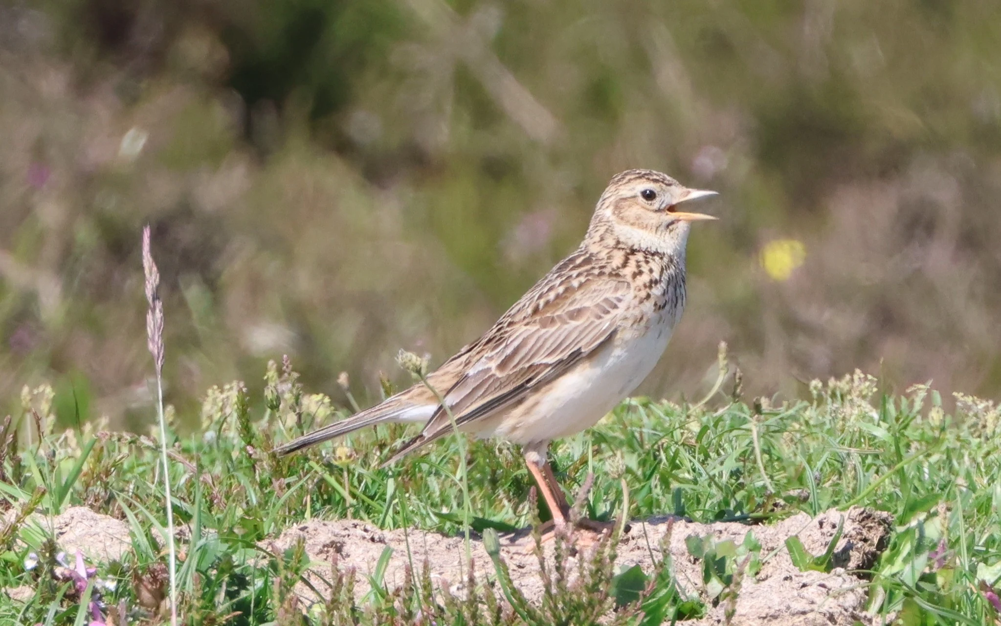 Skylark, Beaulieu Heath, Beaulieu, New Forest, UK — photo by Adam Prugel-Bennett
