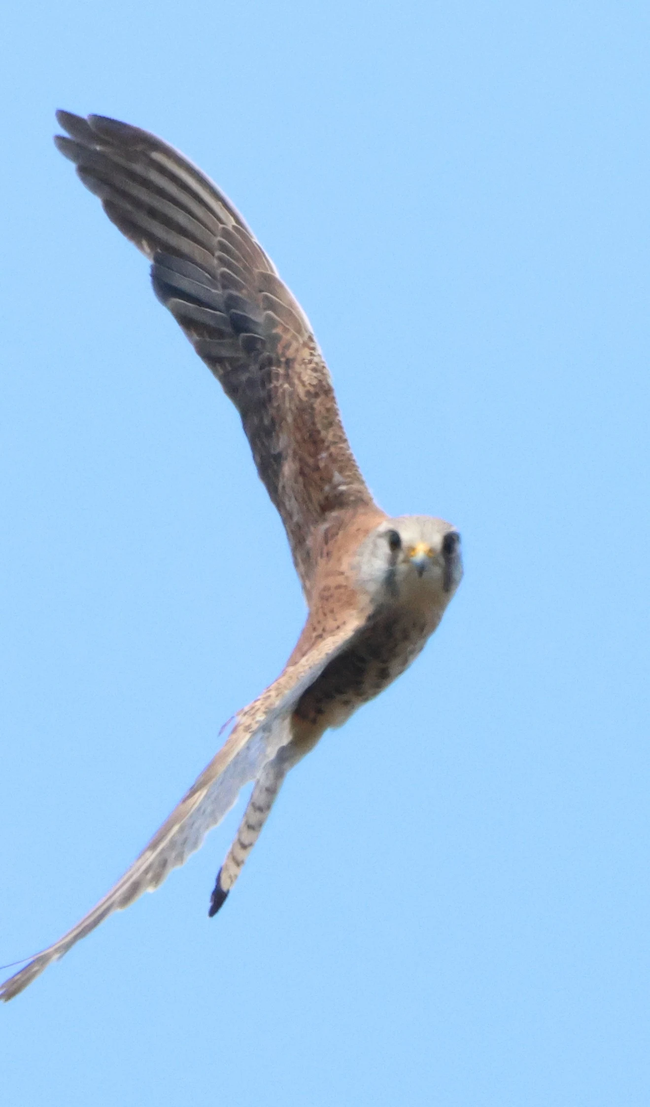 Kestrel, Beaulieu Heath, Beaulieu, New Forest, UK — photo by Adam Prugel-Bennett