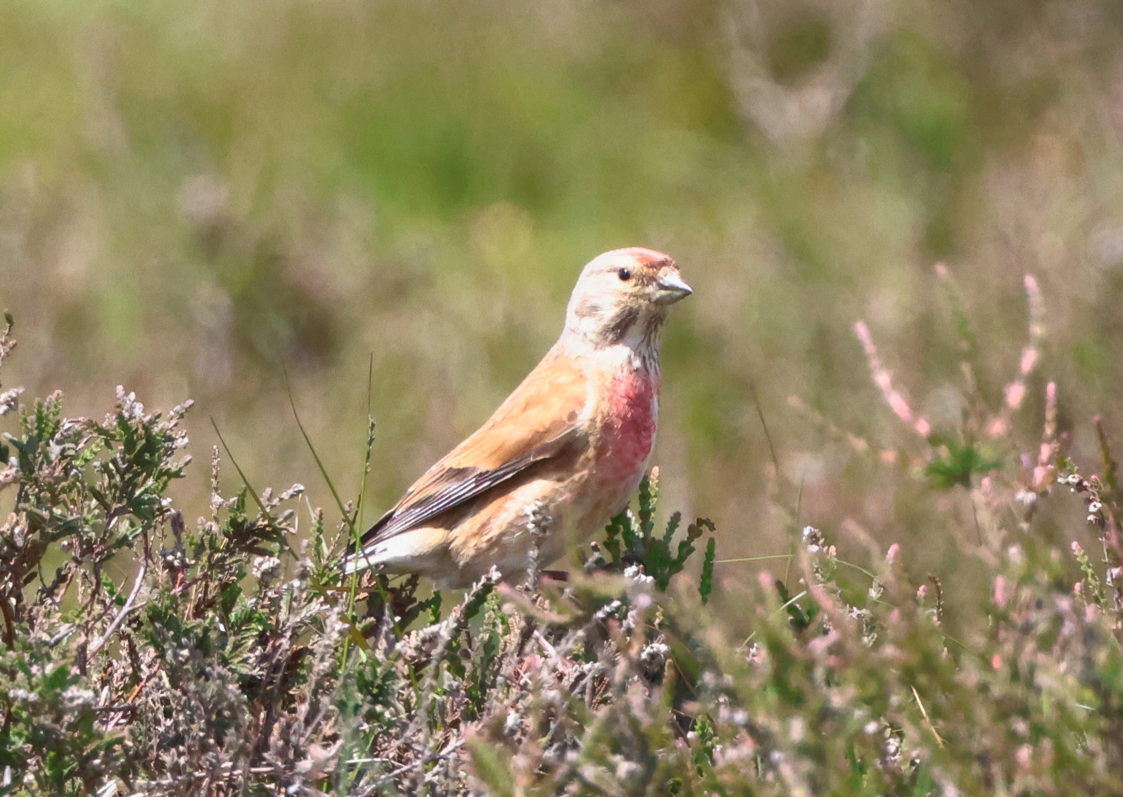 Linnet, Beaulieu Heath, Beaulieu, New Forest, UK — photo by Adam Prugel-Bennett