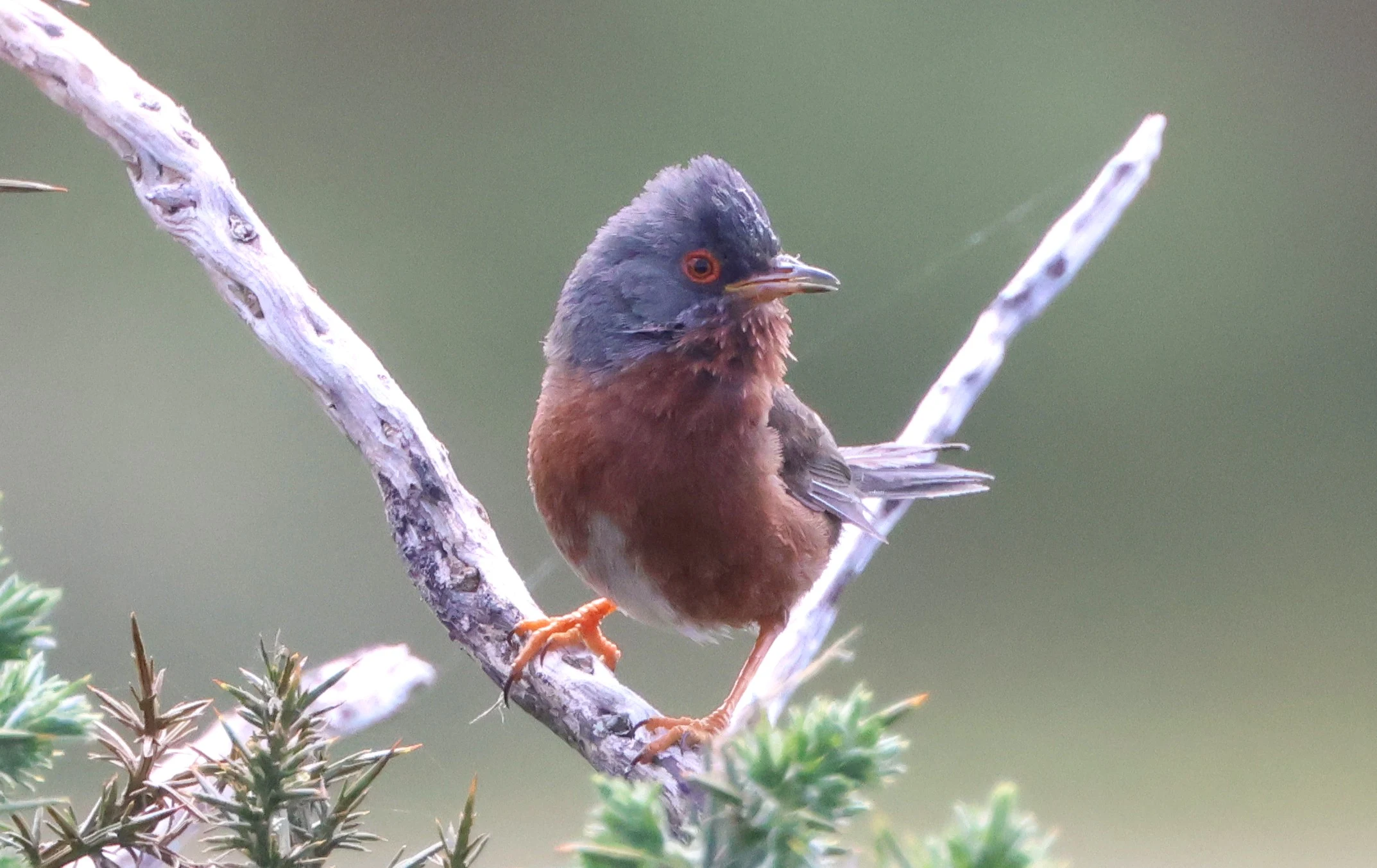 Dartford Warbler, Beaulieu Heath, Beaulieu, New Forest, UK — photo by Adam Prugel-Bennett