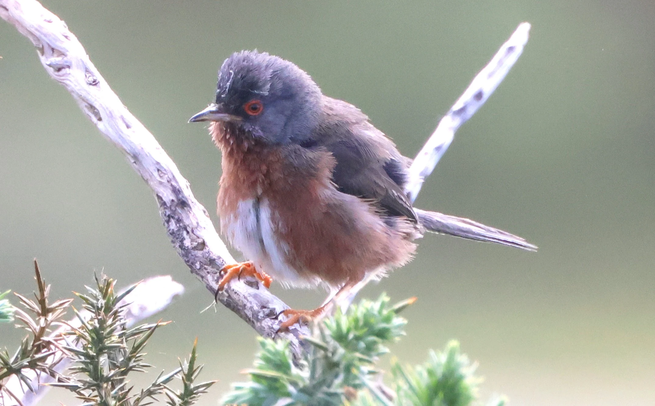 Dartford Warbler, Beaulieu Heath, Beaulieu, New Forest, UK — photo by Adam Prugel-Bennett