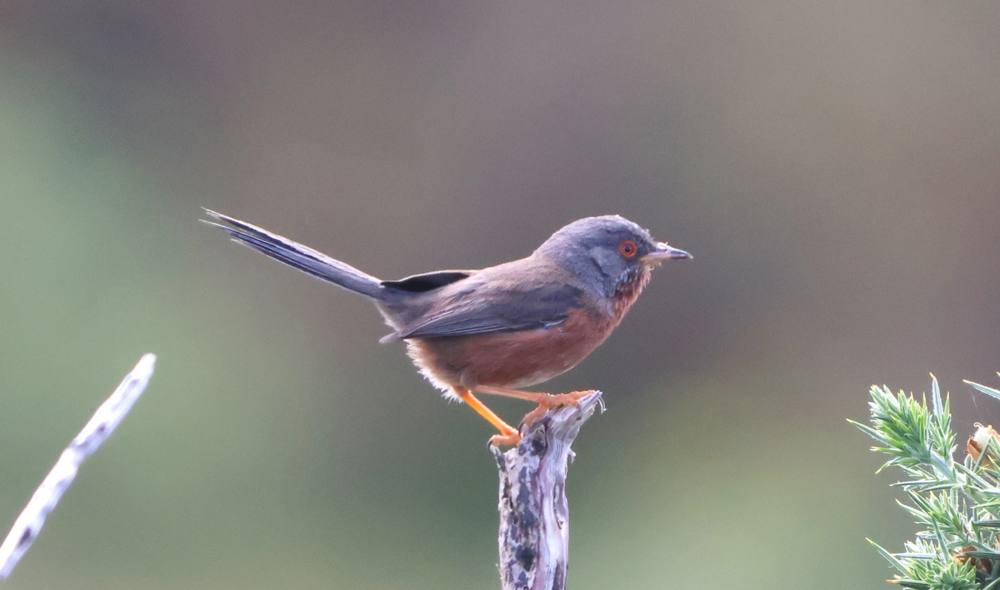 Dartford Warbler, Beaulieu Heath, Beaulieu, New Forest, UK — photo by Adam Prugel-Bennett