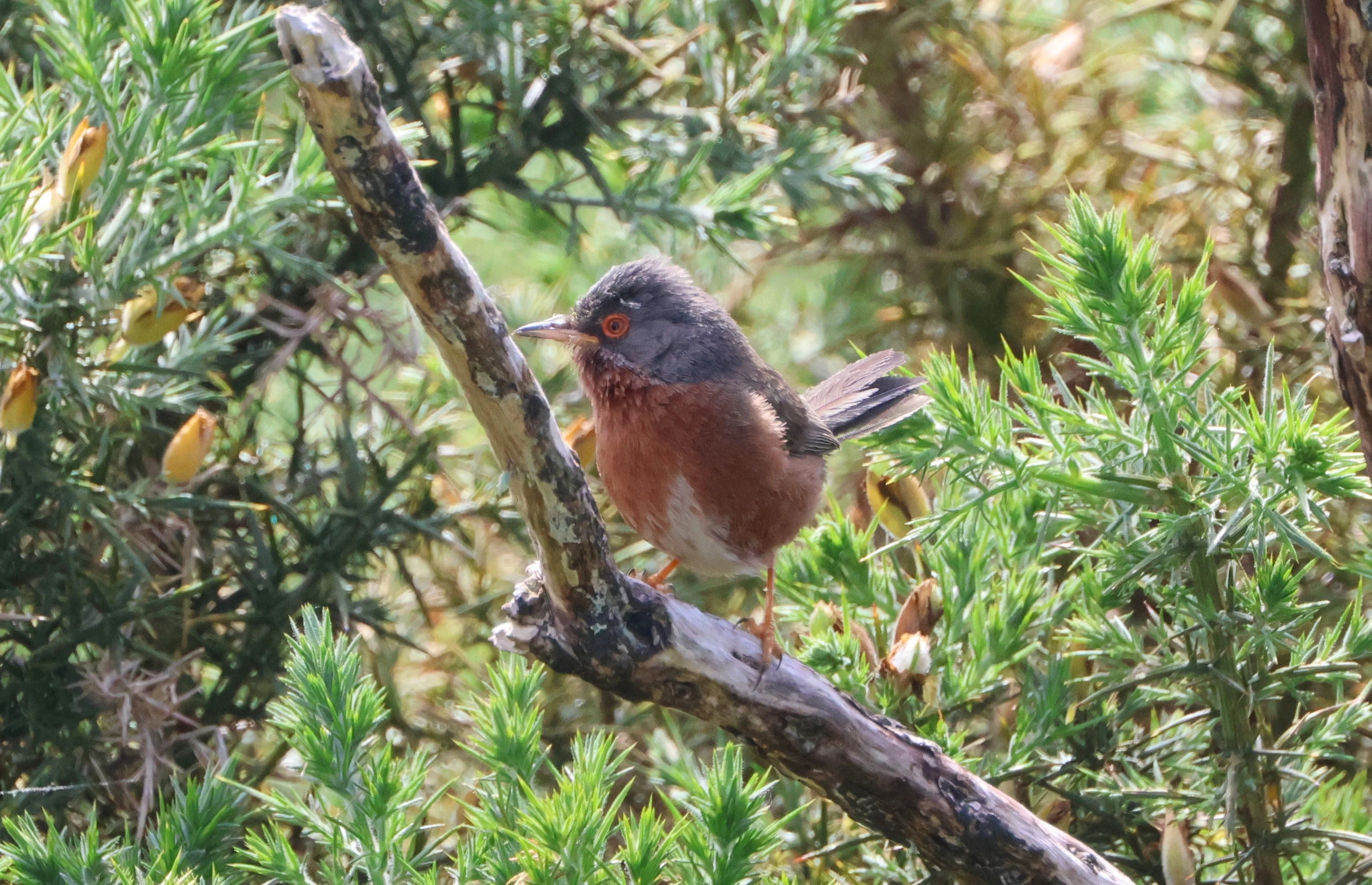 Dartford Warbler, Beaulieu Heath, Beaulieu, New Forest, UK — photo by Adam Prugel-Bennett