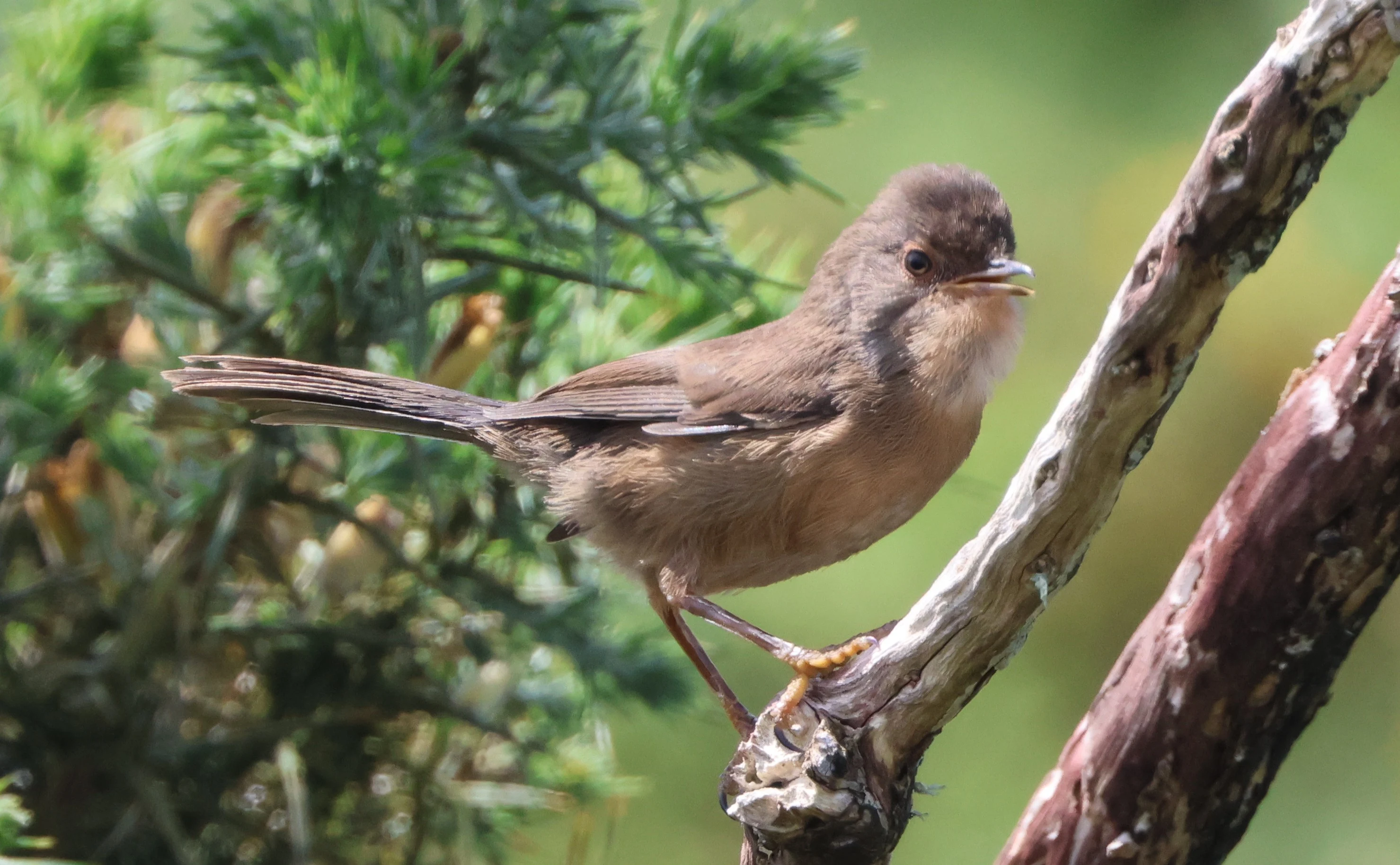 Common Whitethroat, Beaulieu Heath, Beaulieu, New Forest, UK — photo by Adam Prugel-Bennett