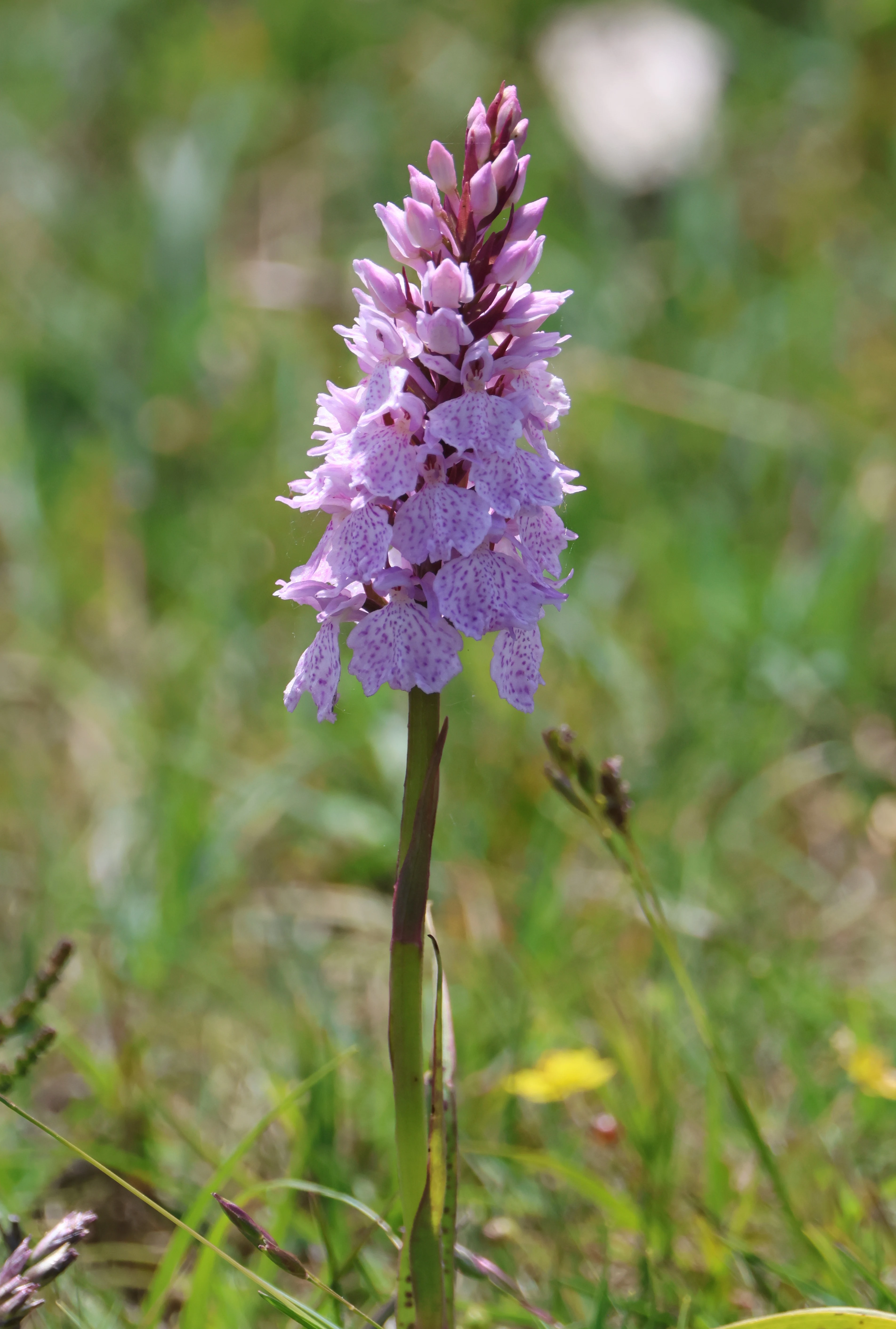 Heath Spotted Orcid, Beaulieu Heath, Beaulieu, New Forest, UK — photo by Adam Prugel-Bennett