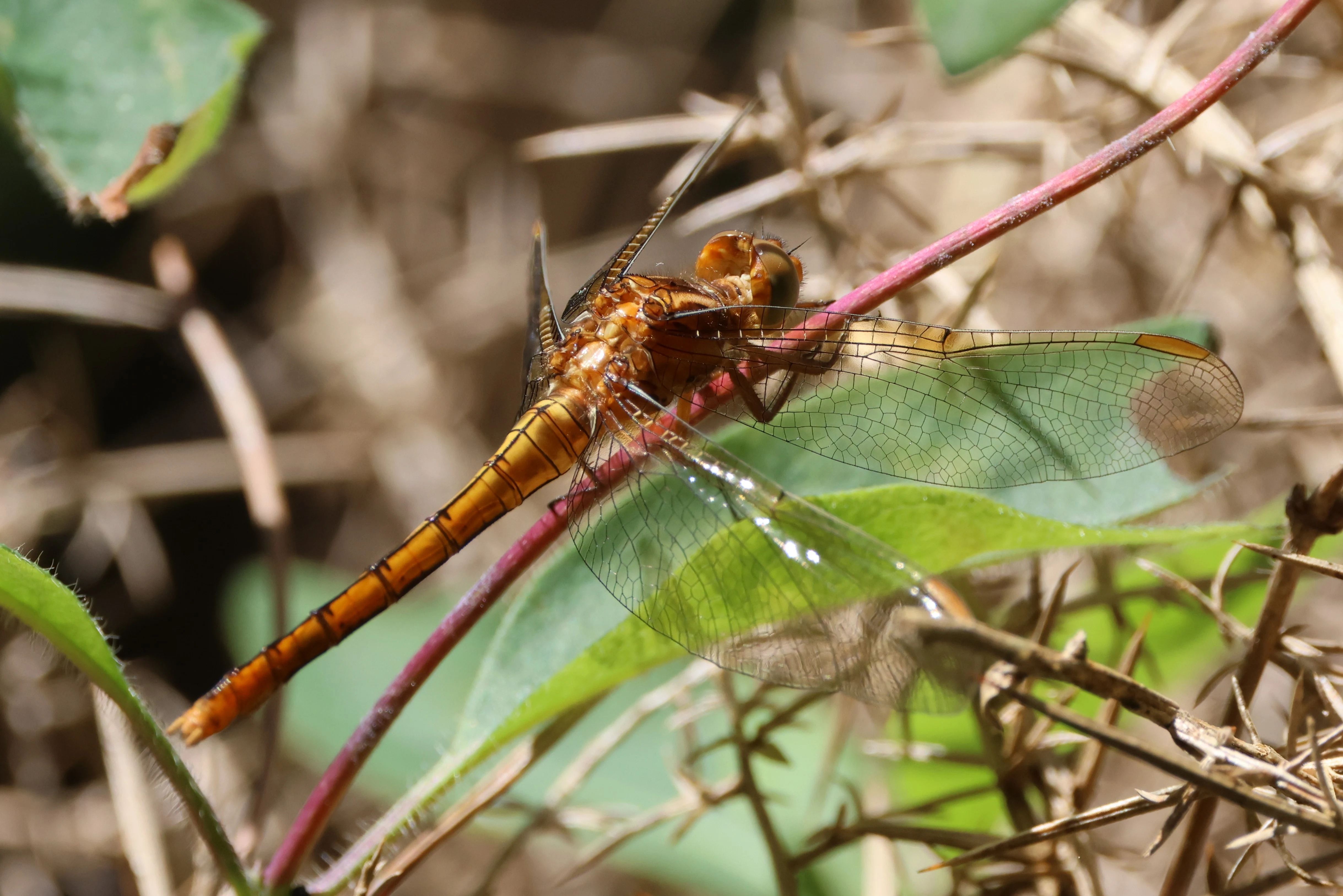 Keeled Skimmer - Dragonfly, Beaulieu Heath, Beaulieu, New Forest, UK — photo by Adam Prugel-Bennett