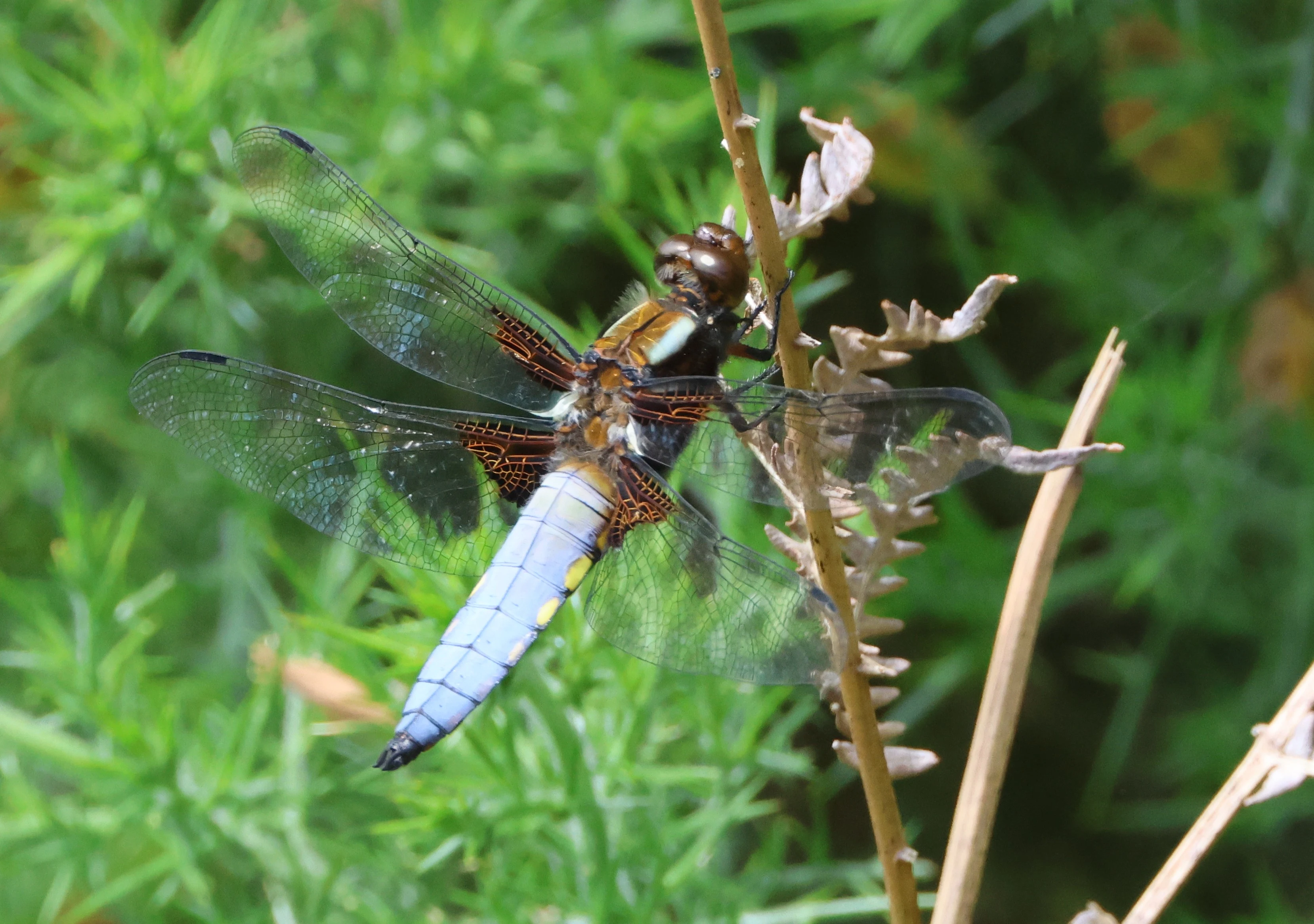 Broad-bodied Chaser, Beaulieu Heath, Beaulieu, New Forest, UK — photo by Adam Prugel-Bennett