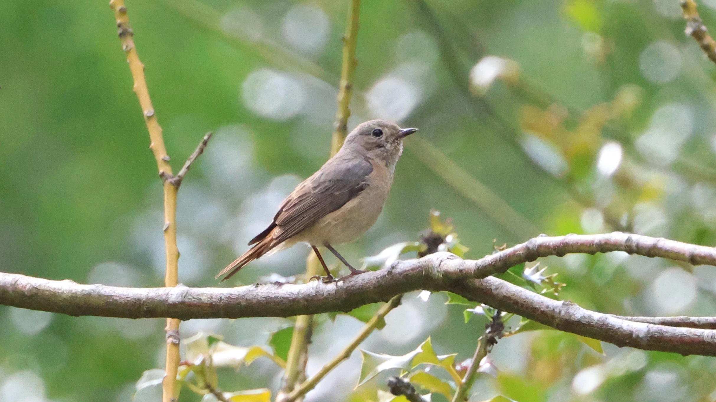 Common Redstart, Beaulieu Heath, Beaulieu, New Forest, UK — photo by Adam Prugel-Bennett