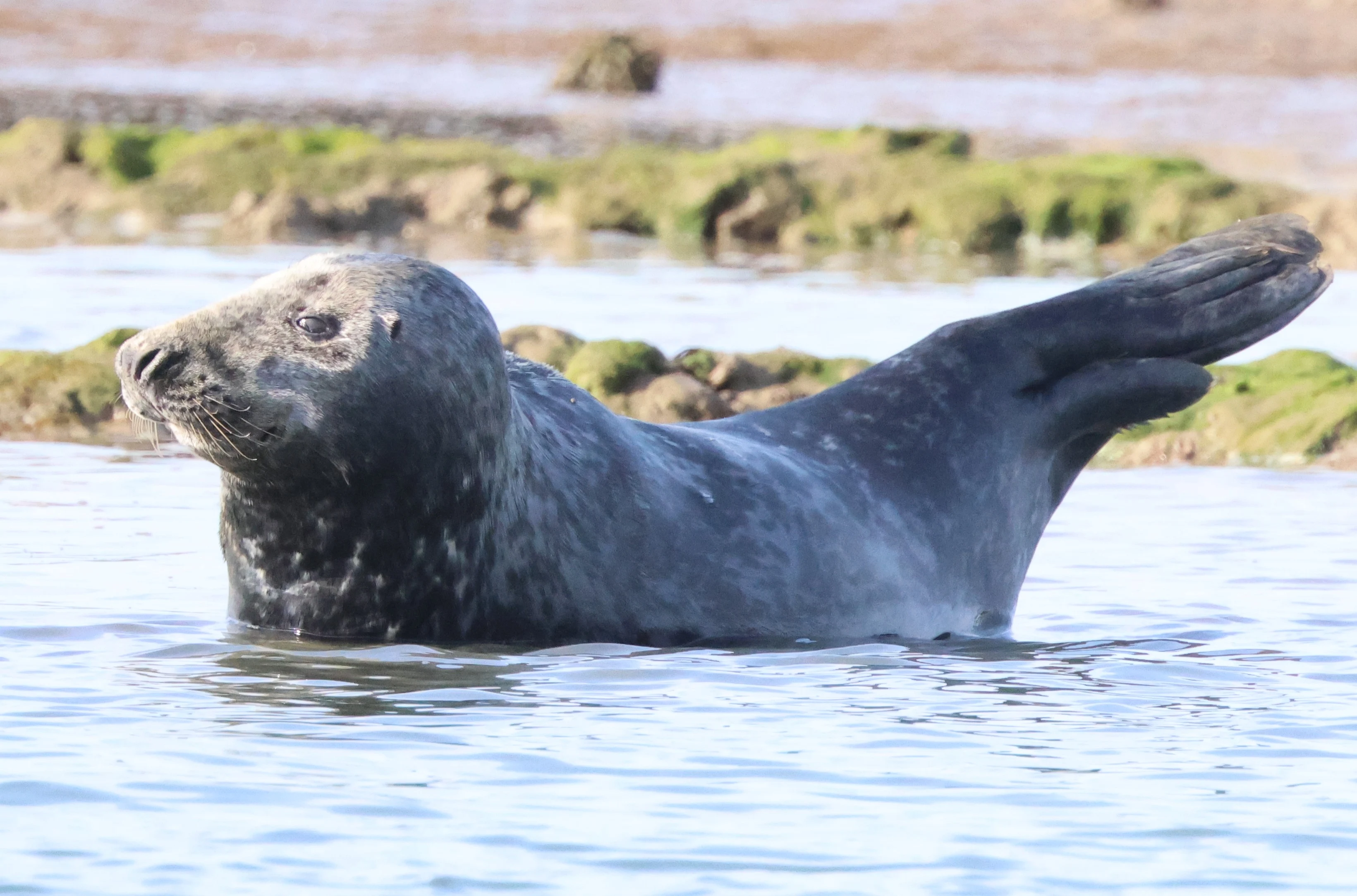 Gray Seal, Beaulieu River, Beaulieu, New Forest, UK — photo by Adam Prugel-Bennett